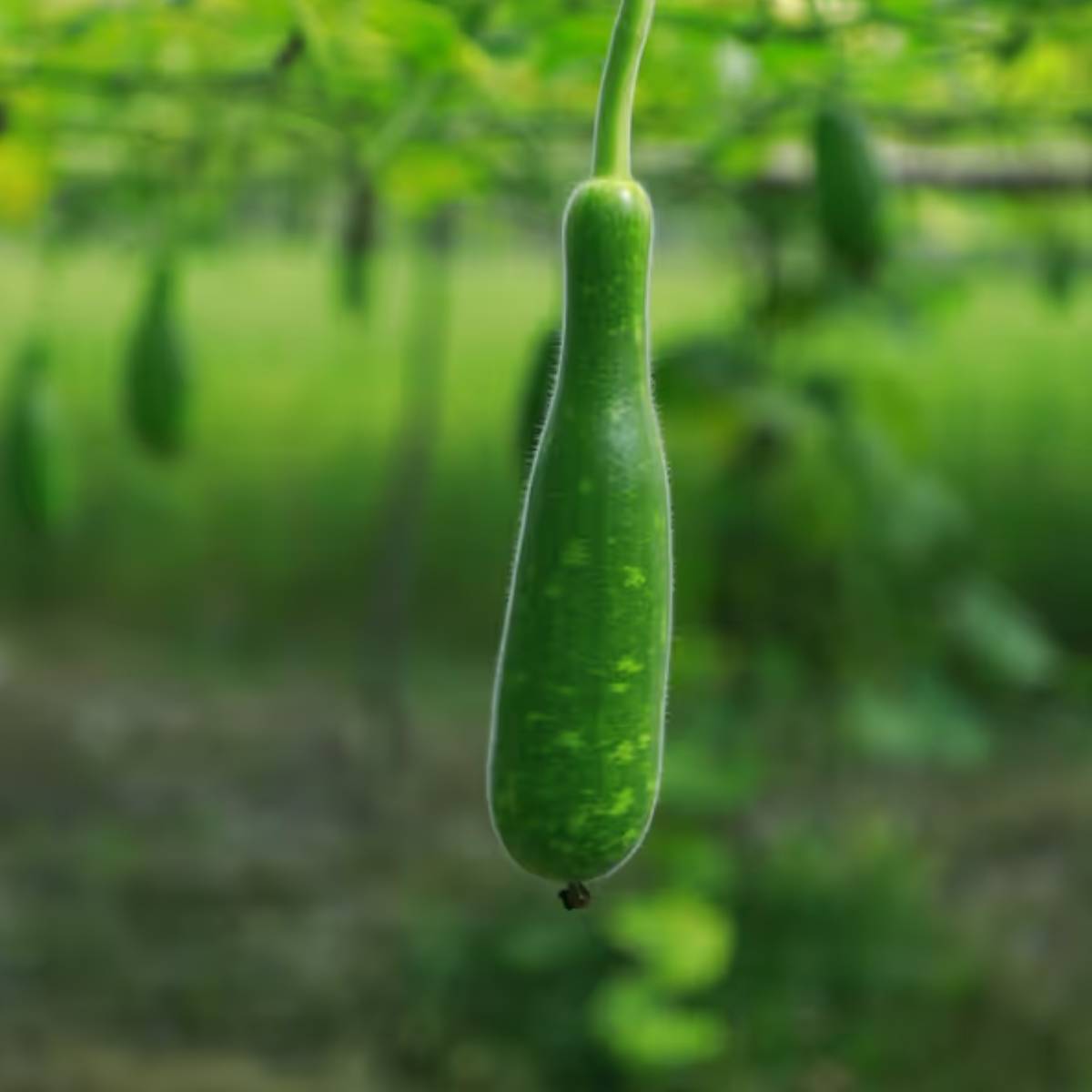 লাউ বীজ বপনের আগে, সেগুলো ১২ থেকে ২৪ ঘন্টা জলে ভিজিয়ে রাখুন। পাত্রের মাটিতে আধা ইঞ্চি গভীরে বীজ রোপণ করুন এবং হালকা করে জল ছিটিয়ে দিন।