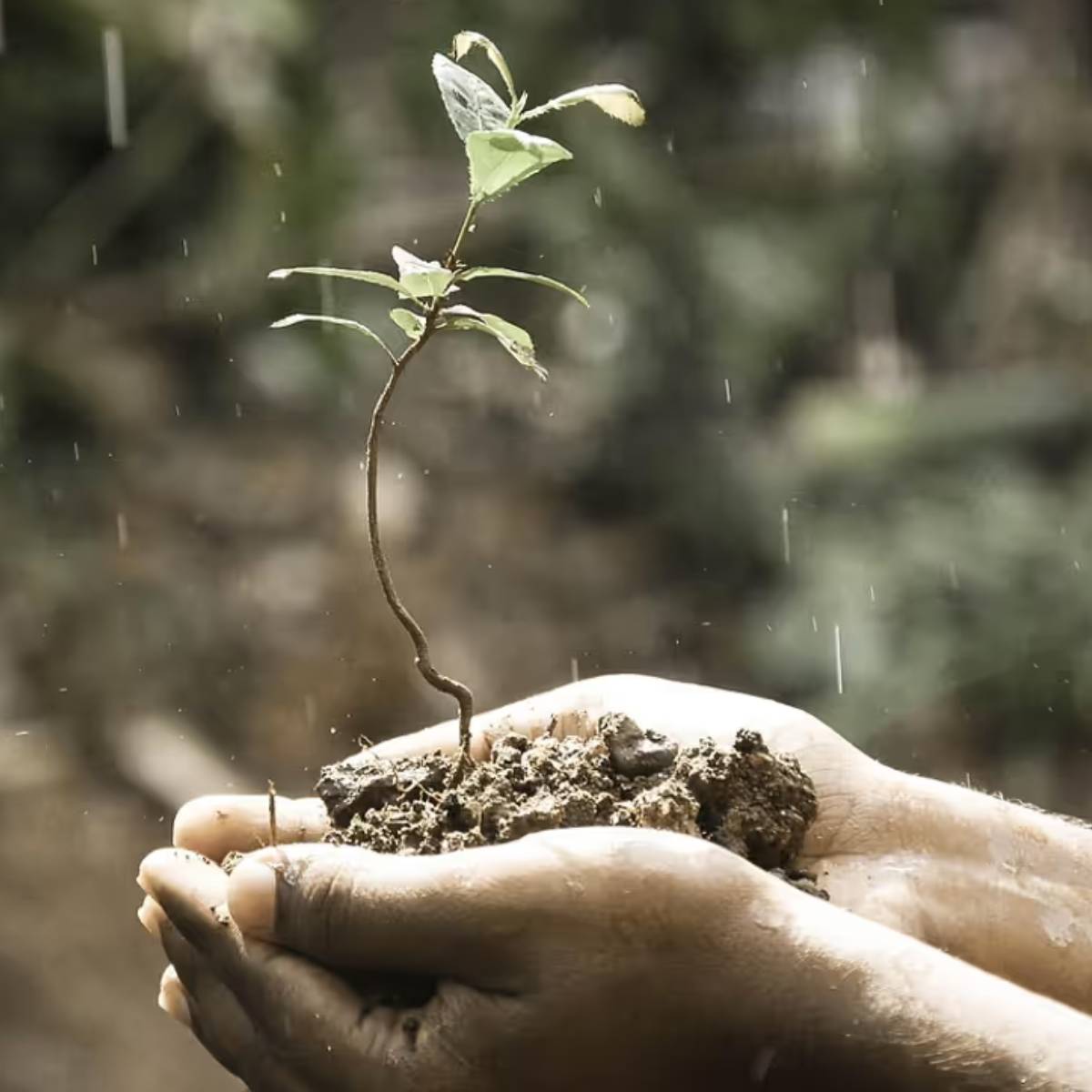 প্রায় ৭-১০ দিনের মধ্যে বীজ অঙ্কুরিত হবে এবং ছোট ছোট গাছপালা দেখা দিতে শুরু করবে। অঙ্কুরোদগম না হওয়া পর্যন্ত পাত্রটিকে তীব্র সূর্যের আলো থেকে দূরে রাখুন।