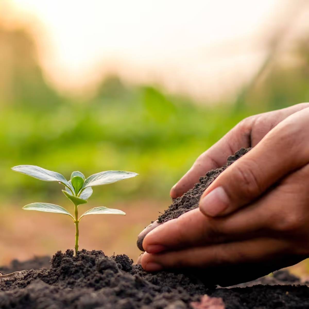 প্রতি ৮-১০ দিন অন্তর হালকা জল দিন। খুব ঠান্ডা বাতাস এবং তুষারপাত থেকে রক্ষা পেতে আপনি গাছটিকে প্লাস্টিকের চাদর দিয়ে ঢেকে দিতে পারেন।