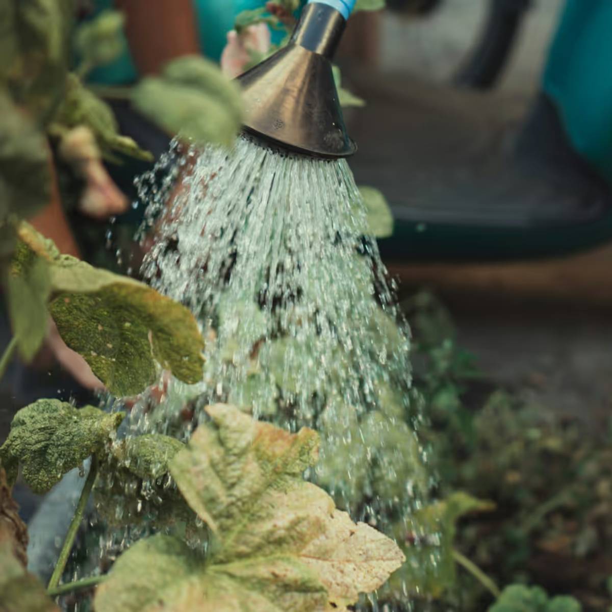 লাউয়ের লতা লম্বা হয়, তাই এর বৃদ্ধির জন্য সহায়তা প্রদান করা প্রয়োজন।