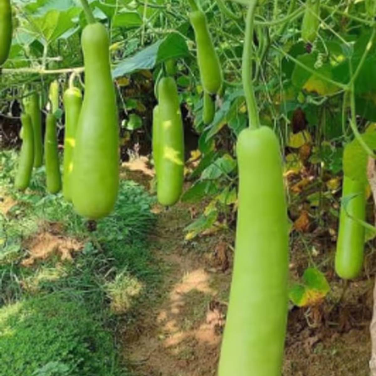 আপনি যদি আপনার বাড়ির বারান্দা বা বারান্দায় জৈব সবজি চাষ করতে চান, তাহলে লাউ চাষ করতে পারেন অনায়াসেই।