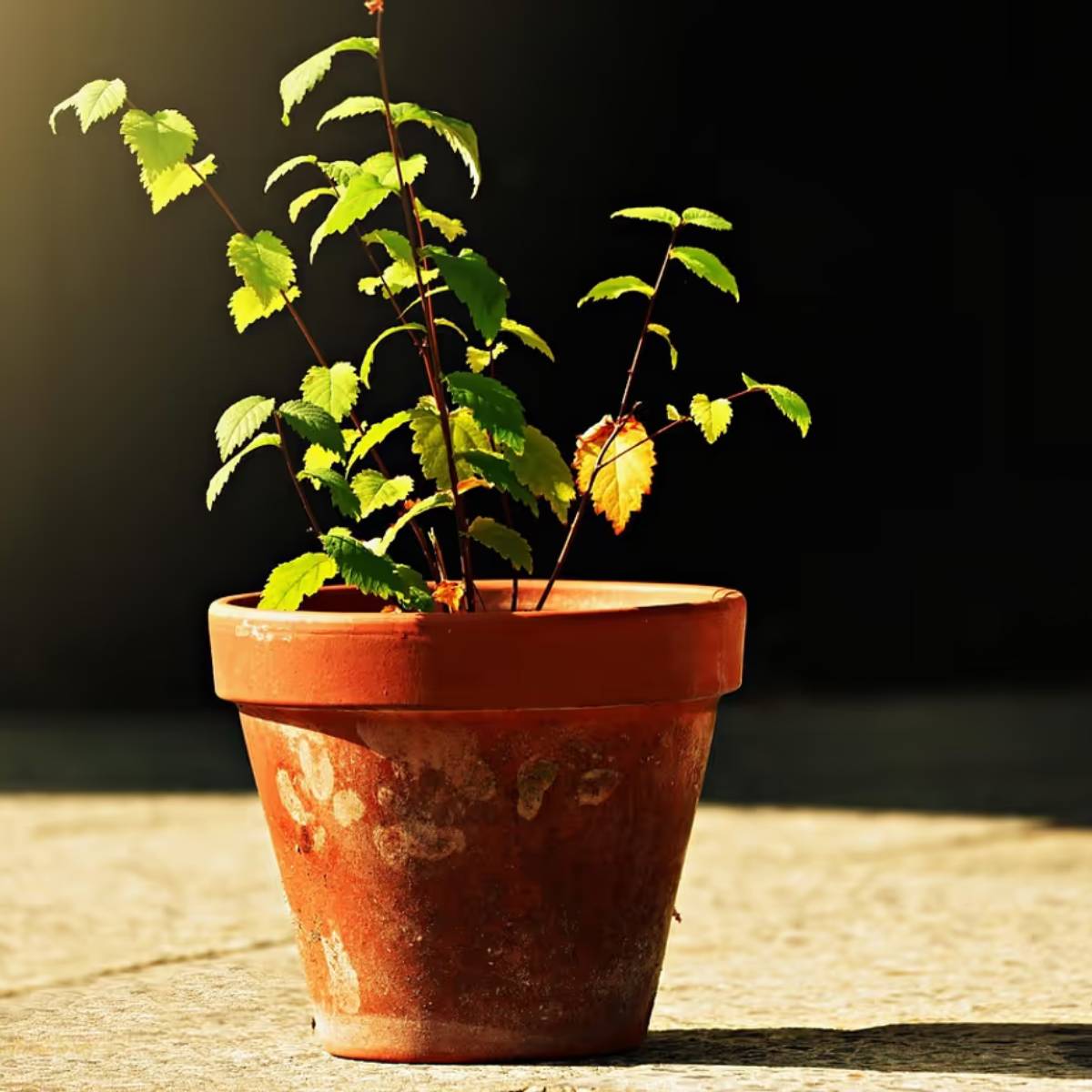 যদি আপনি আপনার গাছগুলিকে দীর্ঘ জীবন এবং সুস্থ বৃদ্ধি দিতে চান, তাহলে মাটির পাত্র বেছে নেওয়া একটি ভালো বিকল্প। যদি আপনি আপনার গাছগুলিকে দীর্ঘ জীবন এবং সুস্থ বৃদ্ধি দিতে চান, তাহলে মাটির পাত্র বেছে নেওয়া একটি ভালো বিকল্প।