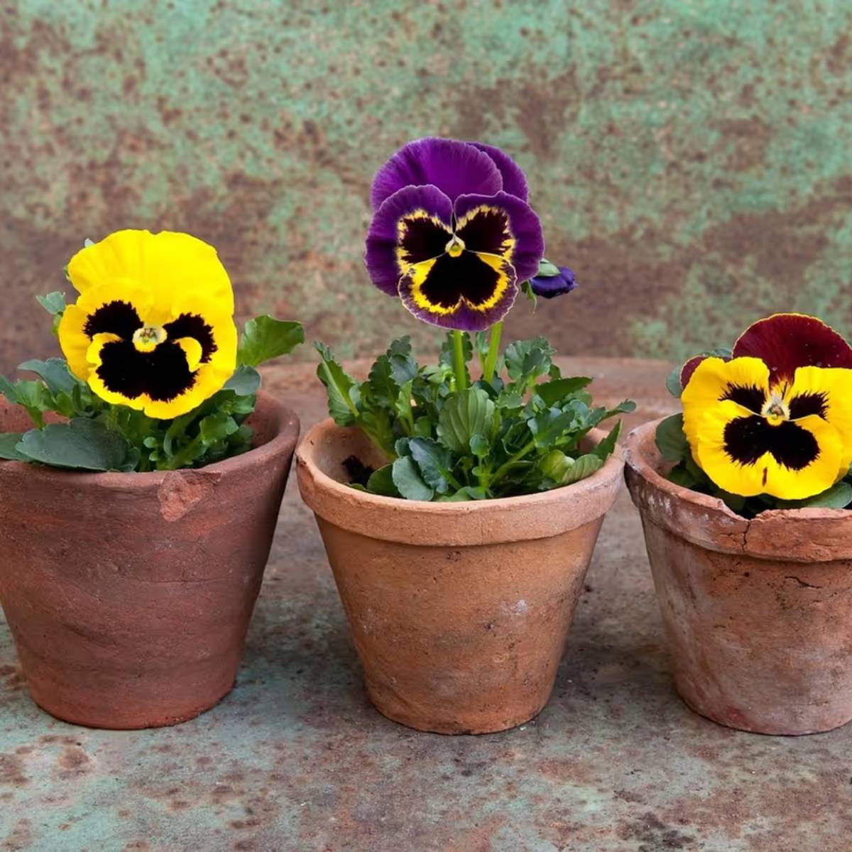 ছোট গাছপালা বা বারান্দার বাগানের জন্য, সঠিক নিষ্কাশন ব্যবস্থা সহ একটি হালকা মাটির পাত্র উদ্ভিদের স্বাস্থ্যের জন্য আদর্শ। ছোট গাছপালা বা বারান্দার বাগানের জন্য, সঠিক নিষ্কাশন ব্যবস্থা সহ একটি হালকা মাটির পাত্র উদ্ভিদের স্বাস্থ্যের জন্য আদর্শ।