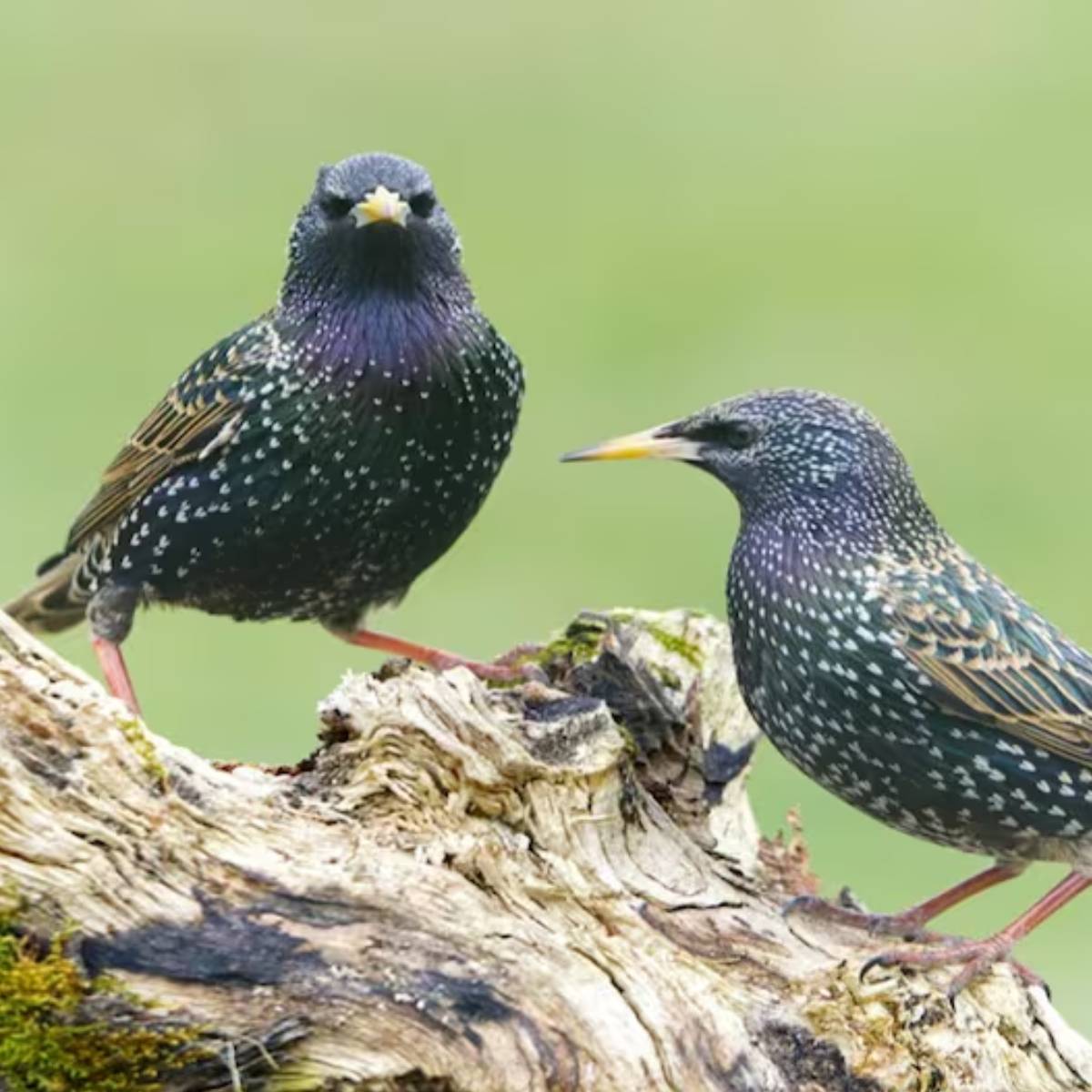 পাখি ছাড়া এই দুনিয়া অসম্পূর্ণ। ভোর হওয়ার সঙ্গে সঙ্গে যেমন আমরা পাখির ডাক শুনতে পাই, আবার দিনের শেষেও তাই। পাখি আমাদের সকলের কাছেই প্রিয়। পাখি ছাড়া এই দুনিয়া অসম্পূর্ণ। ভোর হওয়ার সঙ্গে সঙ্গে যেমন আমরা পাখির ডাক শুনতে পাই, আবার দিনের শেষেও তাই। পাখি আমাদের সকলের কাছেই প্রিয়।