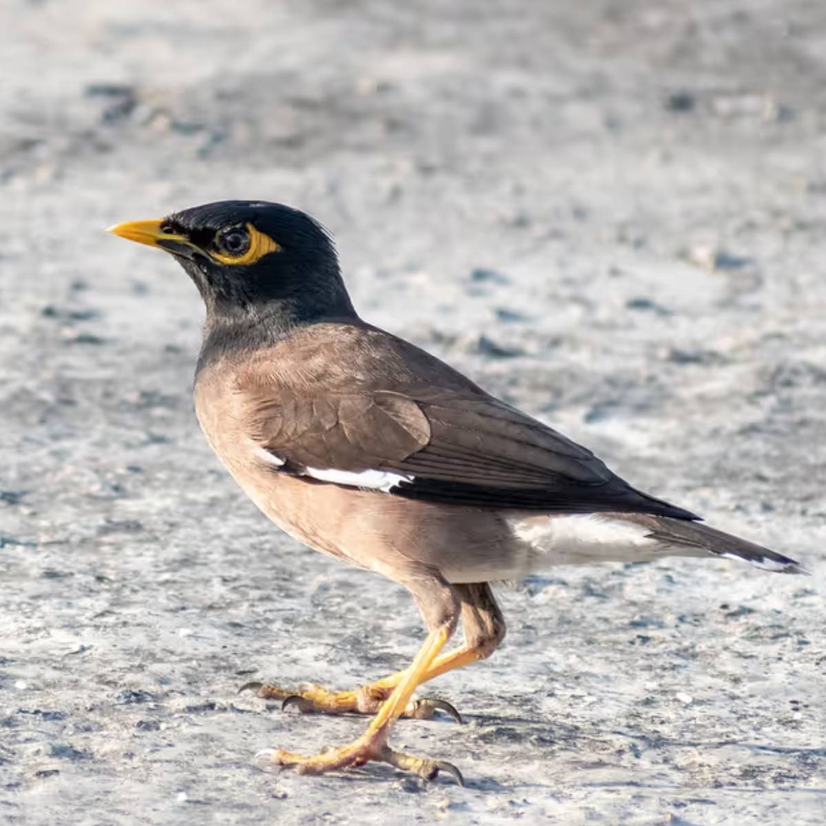 জ্যোতিষ মতে, পাখির বিশেষ তাৎপর্য রয়েছে। অনেক সময়ই আমাদের ঘরের মধ্যে পাখি ঢুকে পড়ে। শাস্ত্র মতে, পাখি নানা রকম ইঙ্গিত দেয়। জীবনে শুভ না অশুভ প্রভাব পড়বে, তার আগাম ইঙ্গিত দেয়। জ্যোতিষ মতে, পাখির বিশেষ তাৎপর্য রয়েছে। অনেক সময়ই আমাদের ঘরের মধ্যে পাখি ঢুকে পড়ে। শাস্ত্র মতে, পাখি নানা রকম ইঙ্গিত দেয়। জীবনে শুভ না অশুভ প্রভাব পড়বে, তার আগাম ইঙ্গিত দেয়।