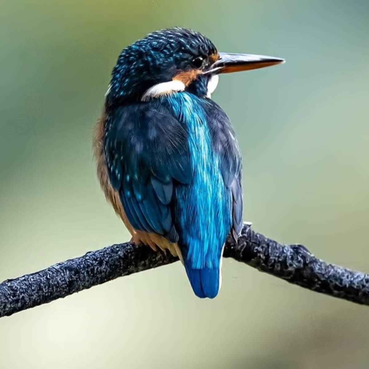 পাখির কিচিরমিচির শব্দ আমাদের ভাল লাগে। আবার অনেকে বাড়িতে পাখি পোষেন। পরিবেশের ভারসাম্য বজায় রাখতেও পাখির বিশেষ ভূমিকা রয়েছে। পাখির কিচিরমিচির শব্দ আমাদের ভাল লাগে। আবার অনেকে বাড়িতে পাখি পোষেন। পরিবেশের ভারসাম্য বজায় রাখতেও পাখির বিশেষ ভূমিকা রয়েছে।