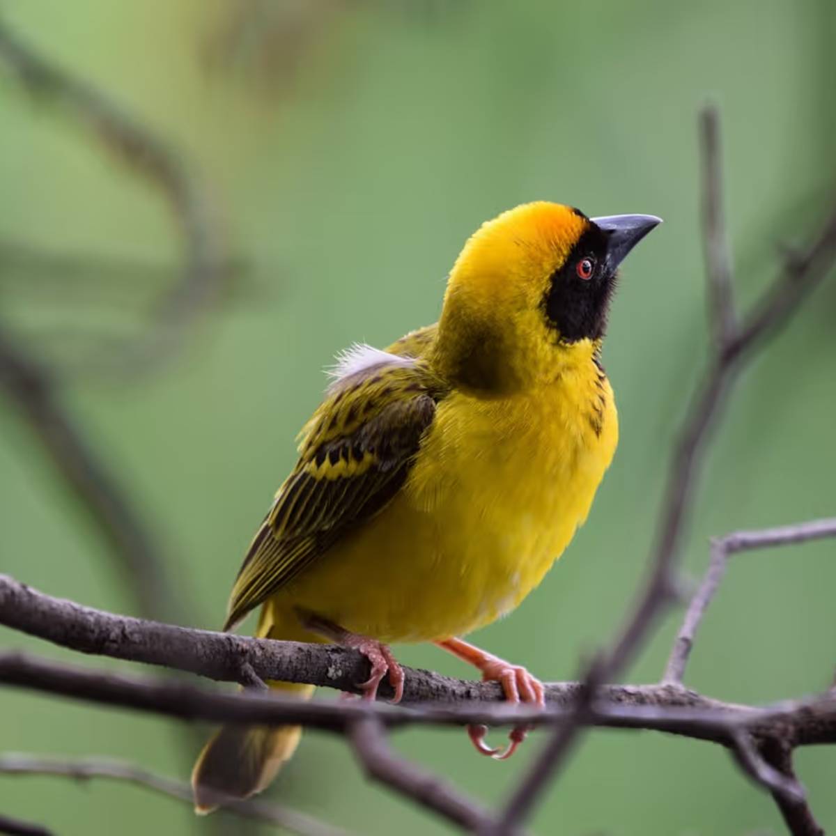 আবার, এ-ও বিশ্বাস করা হয় যে, ঘরে জোড়া শালিক দেখা শুভ। কিন্তু এক শালিক দেখা অশুভ। আবার, এ-ও বিশ্বাস করা হয় যে, ঘরে জোড়া শালিক দেখা শুভ। কিন্তু এক শালিক দেখা অশুভ।