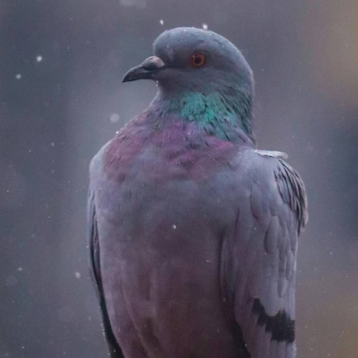 জ্যোতিষ শাস্ত্রে তাই, পাখির আলাদা গুরুত্ব রয়েছে। মনে করা হয়, ঘরে পাখি এলে নানা শুভ প্রভাব পড়ে। বিশেষ করে, তা যদি চড়ুই, পায়রা হয়। ঘরে চড়ুই পাখি এলে সৌভাগ্য লাভ হতে পারে বলে মনে করা হয়। জ্যোতিষ শাস্ত্রে তাই, পাখির আলাদা গুরুত্ব রয়েছে। মনে করা হয়, ঘরে পাখি এলে নানা শুভ প্রভাব পড়ে। বিশেষ করে, তা যদি চড়ুই, পায়রা হয়। ঘরে চড়ুই পাখি এলে সৌভাগ্য লাভ হতে পারে বলে মনে করা হয়।