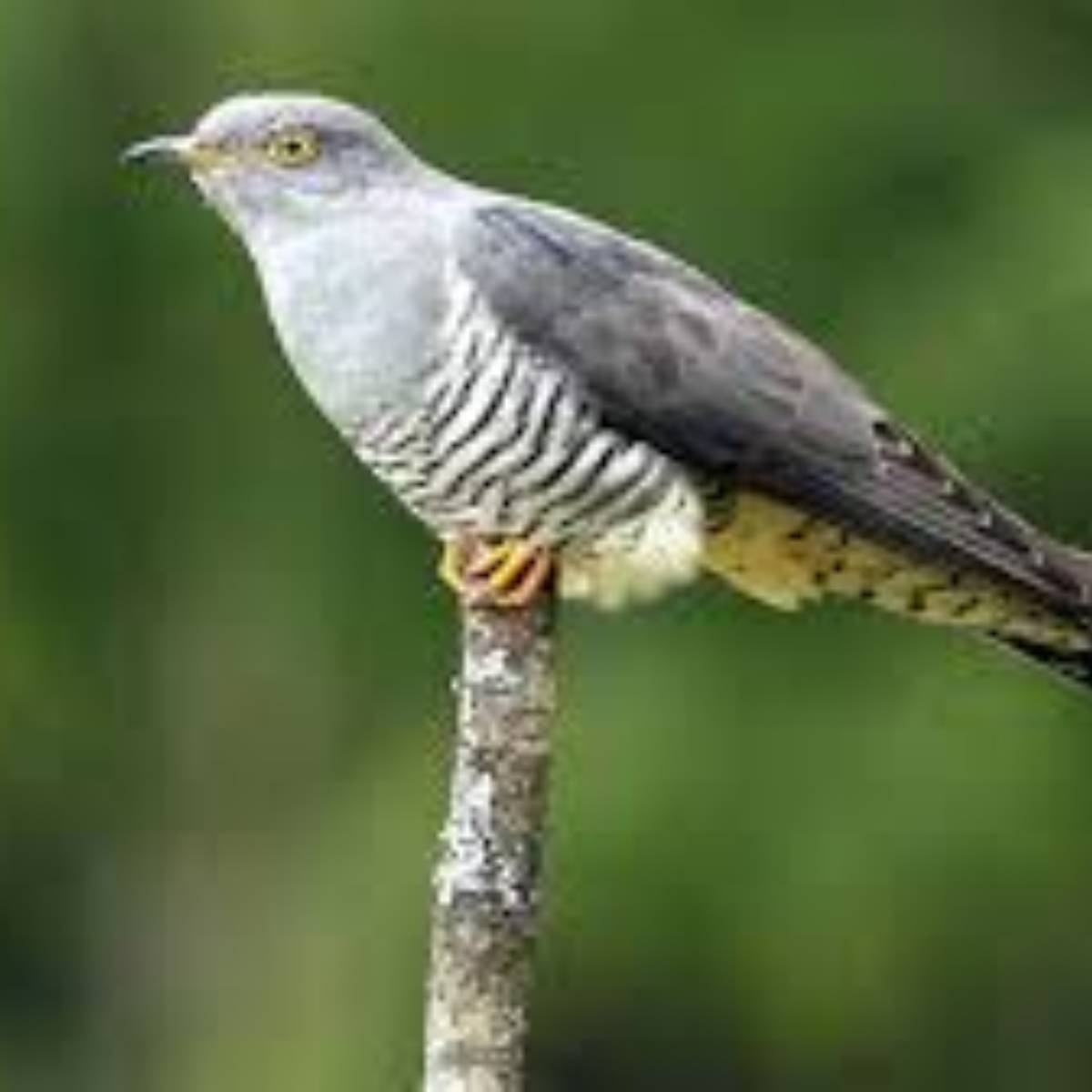 অনেক সময়ই পাখির পায়খানা আমাদের গায়ে পড়ে। তার জেরে বিপাকে পড়তে হয়। বাইরে বেরিয়ে পাখির পায়খানা গায়ে পড়লে বিপাকে পড়তে হয়। জ্যোতিষ মতে, পাখির পায়খানাও বিশেষ ইঙ্গিত দেয়। জেনে নেওয়া যাক, পাখির পায়খানা গায়ে পড়লে ঠিক কী হয় অনেক সময়ই পাখির পায়খানা আমাদের গায়ে পড়ে। তার জেরে বিপাকে পড়তে হয়। বাইরে বেরিয়ে পাখির পায়খানা গায়ে পড়লে বিপাকে পড়তে হয়। জ্যোতিষ মতে, পাখির পায়খানাও বিশেষ ইঙ্গিত দেয়। জেনে নেওয়া যাক, পাখির পায়খানা গায়ে পড়লে ঠিক কী হয়