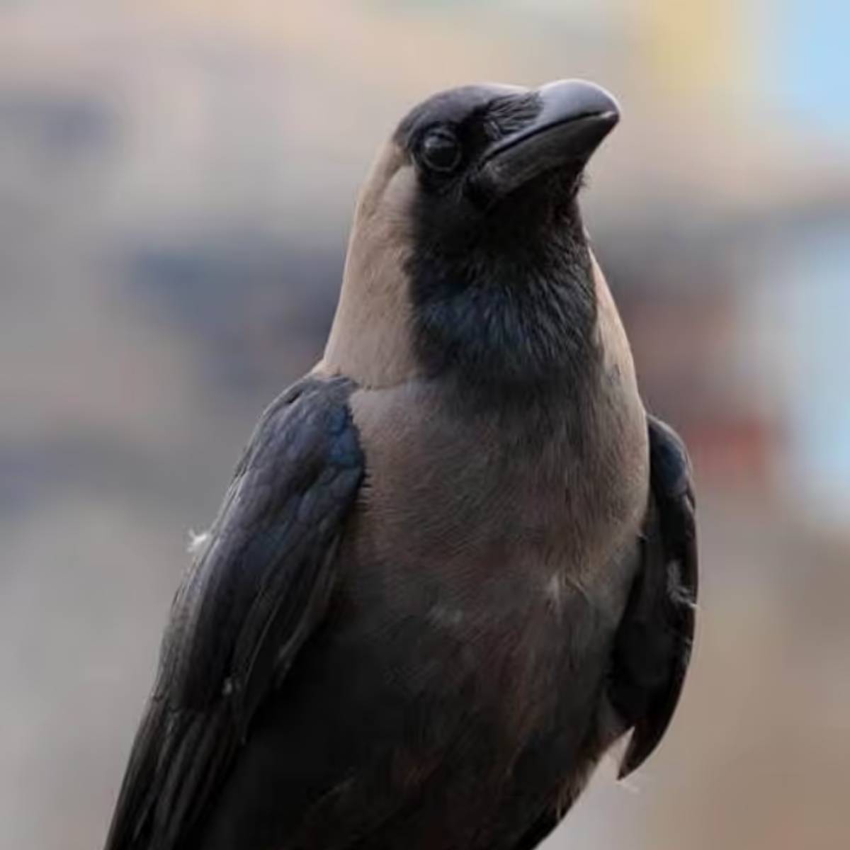 'জ্যোতিষ মতে, পাখির পায়খানা মাথায় যদি পড়ে, তা হলে ধনলাভ হবে। 'পাখির পায়খানা গায়ে পড়লে ইতিবাচক বদল ঘটে জীবনে। 'জ্যোতিষ মতে, পাখির পায়খানা মাথায় যদি পড়ে, তা হলে ধনলাভ হবে। 'পাখির পায়খানা গায়ে পড়লে ইতিবাচক বদল ঘটে জীবনে।