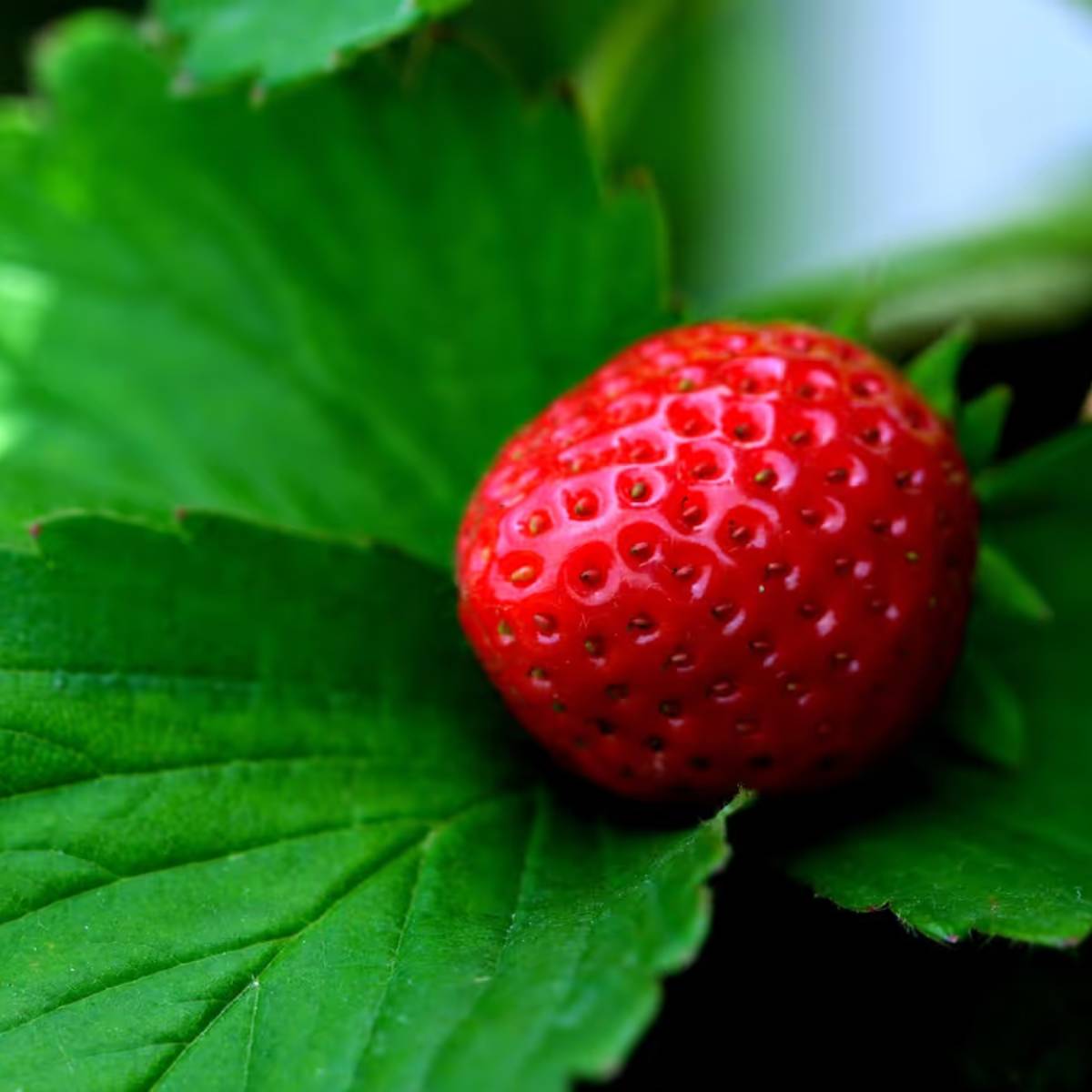 রোপণের ৬০-৯০ দিন পর ফল আসতে শুরু করে। স্ট্রবেরি সম্পূর্ণ লাল হয়ে গেলে এবং কিছুটা নরম মনে হলে সংগ্রহ করুন। রোপণের ৬০-৯০ দিন পর ফল আসতে শুরু করে। স্ট্রবেরি সম্পূর্ণ লাল হয়ে গেলে এবং কিছুটা নরম মনে হলে সংগ্রহ করুন।