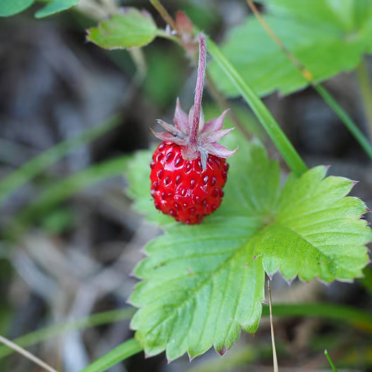 ফল গঠনের সময় অতিরিক্ত সার প্রয়োগ না করার ব্যাপারে সতর্ক থাকুন। স্ট্রবেরি গাছে কখনও কখনও পোকামাকড়ের আক্রমণ হতে পারে। নিম তেল বা জৈব কীটনাশক স্প্রে করুন। ফল গঠনের সময় অতিরিক্ত সার প্রয়োগ না করার ব্যাপারে সতর্ক থাকুন। স্ট্রবেরি গাছে কখনও কখনও পোকামাকড়ের আক্রমণ হতে পারে। নিম তেল বা জৈব কীটনাশক স্প্রে করুন।