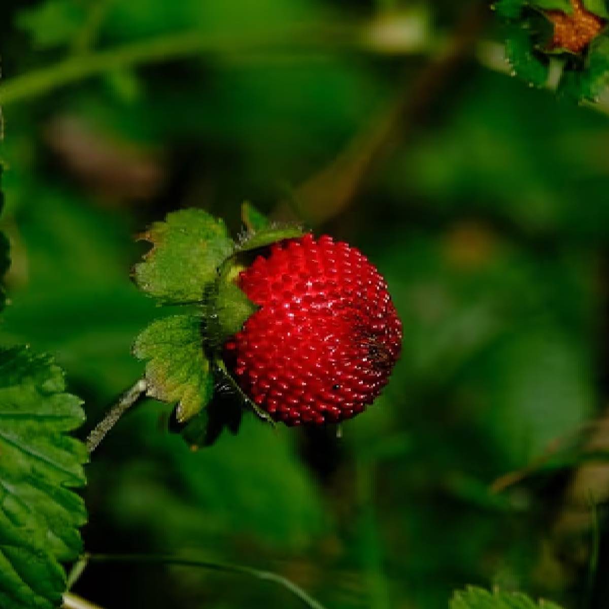 ঘরে তৈরি কম্পোস্ট, সবুজ সার, অথবা ভার্মিকম্পোস্ট ব্যবহার করুন। ভালো বৃদ্ধির জন্য প্রতি মাসে হালকা সার দিন। ঘরে তৈরি কম্পোস্ট, সবুজ সার, অথবা ভার্মিকম্পোস্ট ব্যবহার করুন। ভালো বৃদ্ধির জন্য প্রতি মাসে হালকা সার দিন।