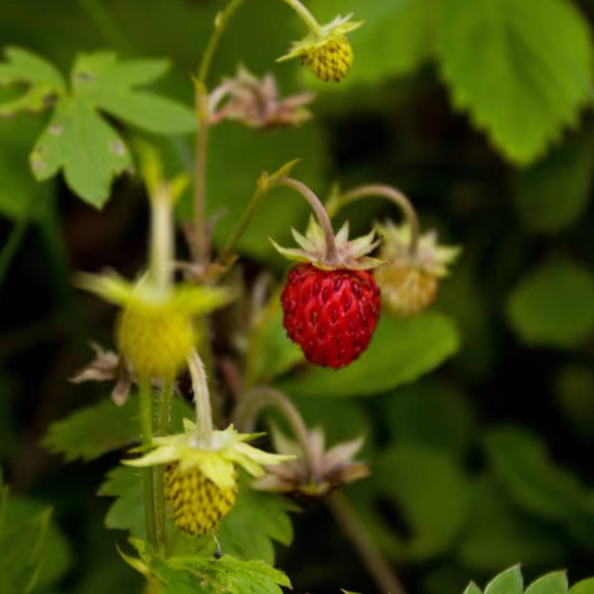 বালি, কম্পোস্ট এবং উর্বর মাটির মিশ্রণ প্রস্তুত করুন। মাটিতে যাতে জল জমে না থাকে সেদিকে খেয়াল রাখুন, কারণ এতে শিকড় পচে যেতে পারে। বালি, কম্পোস্ট এবং উর্বর মাটির মিশ্রণ প্রস্তুত করুন। মাটিতে যাতে জল জমে না থাকে সেদিকে খেয়াল রাখুন, কারণ এতে শিকড় পচে যেতে পারে।