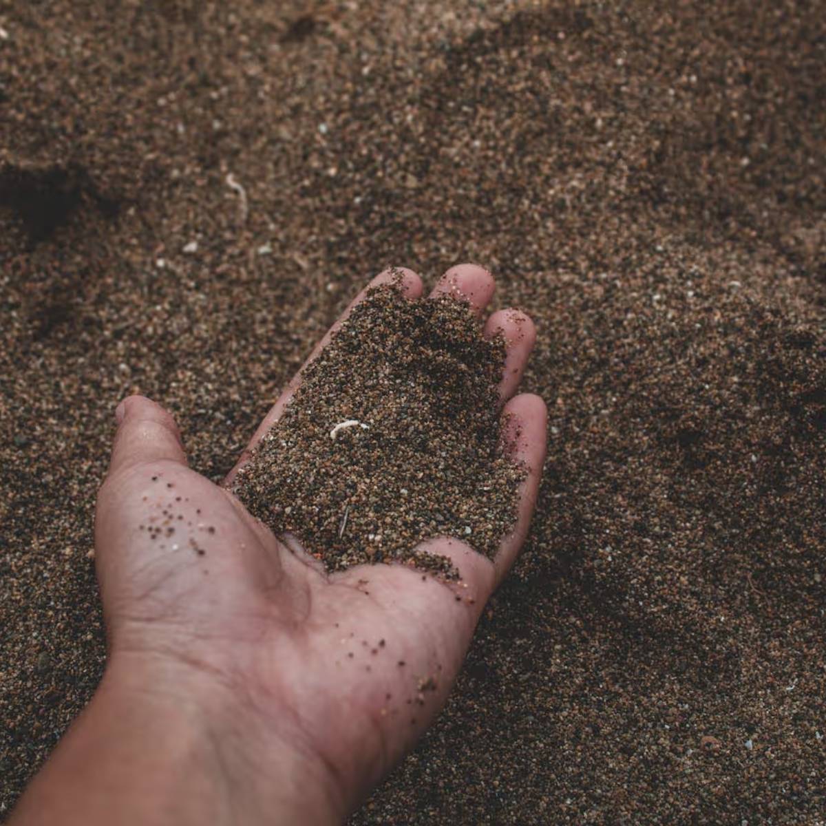 হালকা, উর্বর এবং সুনিষ্কাশিত মাটি স্ট্রবেরির জন্য সবচেয়ে ভালো। মাটির pH ৫.৫ থেকে ৬.৫ এর মধ্যে হওয়া উচিত। হালকা, উর্বর এবং সুনিষ্কাশিত মাটি স্ট্রবেরির জন্য সবচেয়ে ভালো। মাটির pH ৫.৫ থেকে ৬.৫ এর মধ্যে হওয়া উচিত।