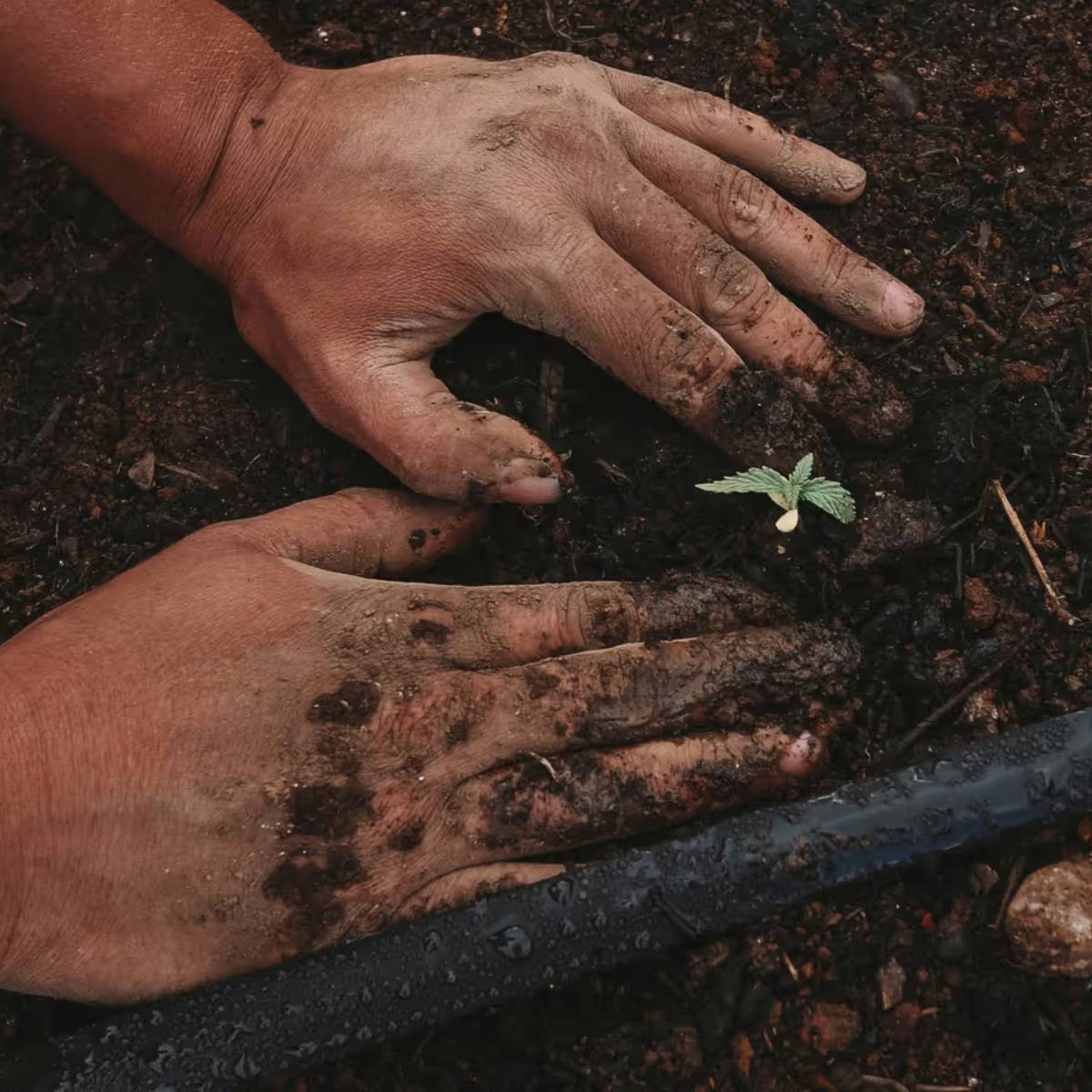 স্ট্রবেরি চাষের জন্য, পাত্রটি কমপক্ষে ৮-১০ ইঞ্চি গভীর হওয়া উচিত। আপনি একটি গ্রো ব্যাগও ব্যবহার করতে পারেন। স্ট্রবেরি চাষের জন্য, পাত্রটি কমপক্ষে ৮-১০ ইঞ্চি গভীর হওয়া উচিত। আপনি একটি গ্রো ব্যাগও ব্যবহার করতে পারেন।