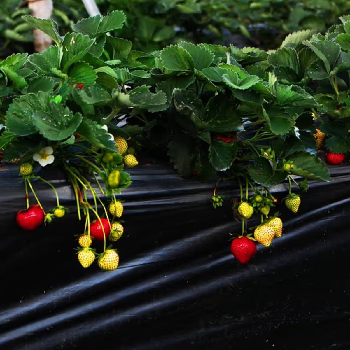 নার্সারি থেকে ছোট গাছ বা স্টোলন (রানার) কিনুন, অথবা আপনি বীজ থেকে স্ট্রবেরি চাষ করতে পারেন। বীজ থেকে চাষ করতে আরও সময় লাগে। নার্সারি থেকে ছোট গাছ বা স্টোলন (রানার) কিনুন, অথবা আপনি বীজ থেকে স্ট্রবেরি চাষ করতে পারেন। বীজ থেকে চাষ করতে আরও সময় লাগে।