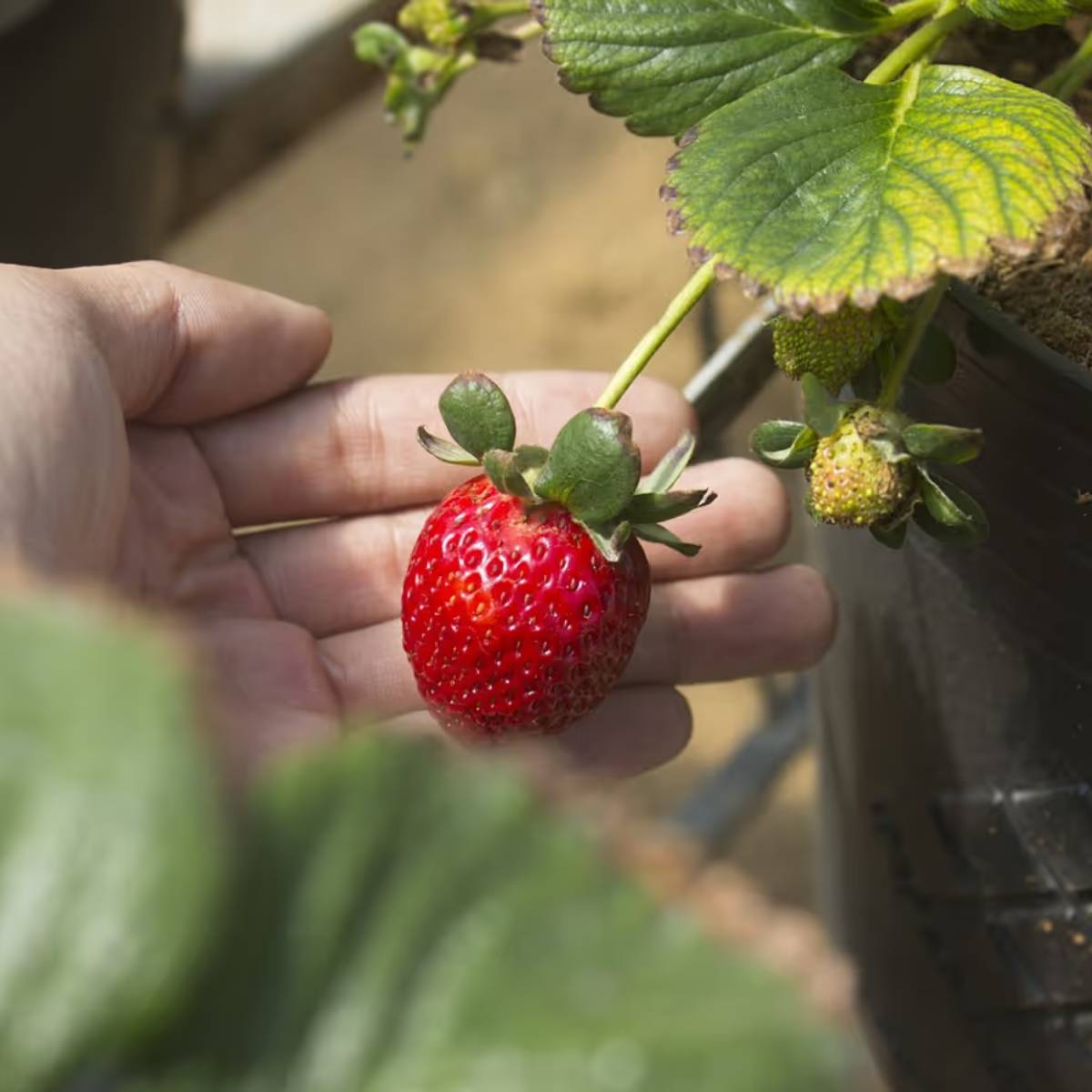 স্ট্রবেরি গাছ লাগানোর জন্য, প্রথমেই সঠিক জায়গা বেছে নেওয়া গুরুত্বপূর্ণ, কারণ স্ট্রবেরির জন্য সকালের হালকা সূর্যালোক এবং বাতাস প্রয়োজন। স্ট্রবেরি গাছ লাগানোর জন্য, প্রথমেই সঠিক জায়গা বেছে নেওয়া গুরুত্বপূর্ণ, কারণ স্ট্রবেরির জন্য সকালের হালকা সূর্যালোক এবং বাতাস প্রয়োজন।