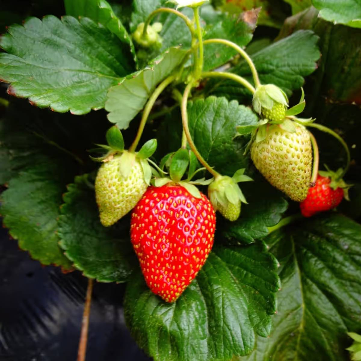 এই সহজ টিপসগুলি টবে ভিটামিন সি, অ্যান্টিঅক্সিডেন্ট এবং খনিজ সমৃদ্ধ স্ট্রবেরি চাষের ক্ষেত্রে খুবই সহায়ক প্রমাণিত হতে পারে। এই সহজ টিপসগুলি টবে ভিটামিন সি, অ্যান্টিঅক্সিডেন্ট এবং খনিজ সমৃদ্ধ স্ট্রবেরি চাষের ক্ষেত্রে খুবই সহায়ক প্রমাণিত হতে পারে।