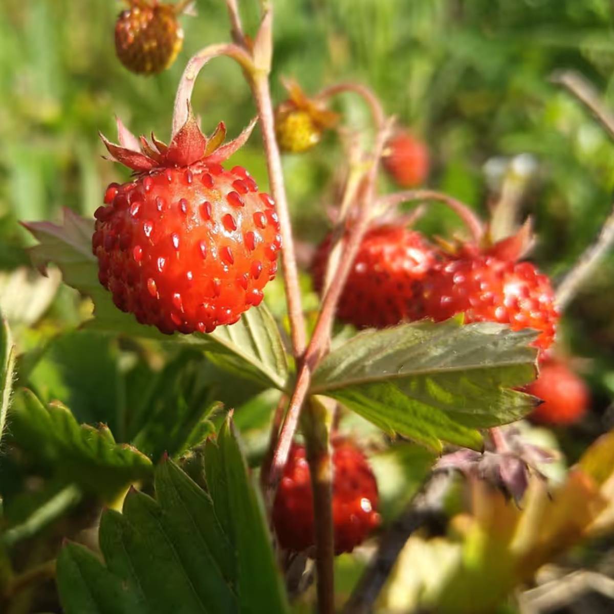 বাড়িতে স্ট্রবেরি চাষ করা সহজ। সঠিক তথ্য, সঠিক মাটি, পর্যাপ্ত সূর্যালোক এবং জলের সাহায্যে আপনি আপনার রান্নাঘরের বাগানে স্ট্রবেরি চাষ করতে পারেন। বাড়িতে স্ট্রবেরি চাষ করা সহজ। সঠিক তথ্য, সঠিক মাটি, পর্যাপ্ত সূর্যালোক এবং জলের সাহায্যে আপনি আপনার রান্নাঘরের বাগানে স্ট্রবেরি চাষ করতে পারেন।