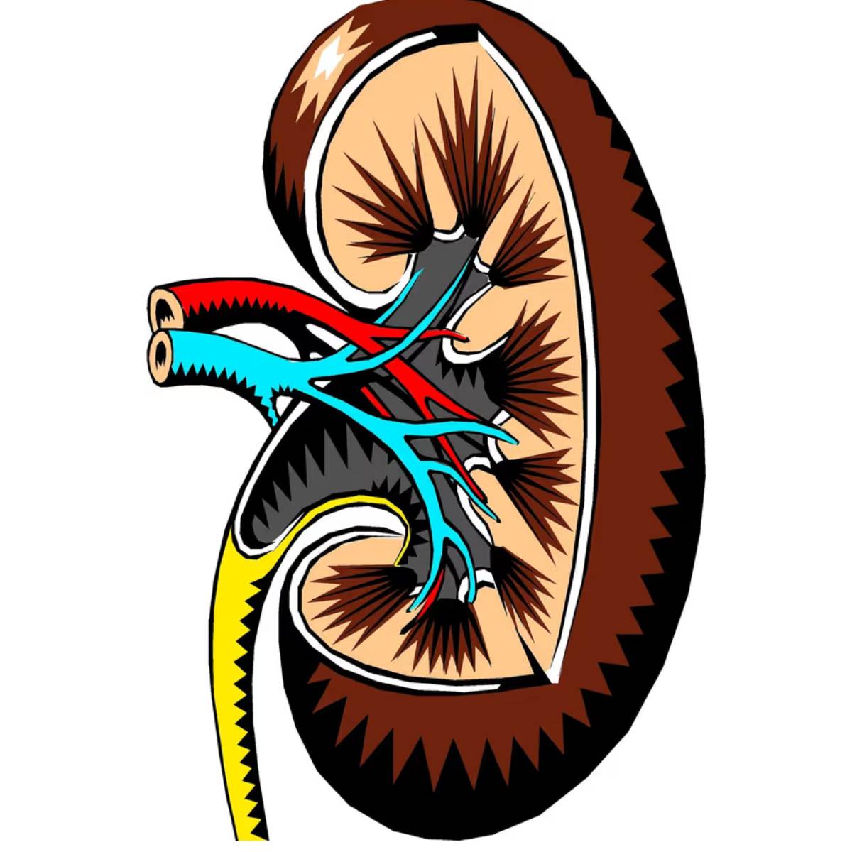 প্রতিদিন ব্যথানাশক ওষুধ খেলে কিডনির উপর চাপ বেড়ে যায়; শুধুমাত্র প্রয়োজনের সময় এবং ডাক্তারের পরামর্শে সেবন করাই ভালো। প্রতিদিন ব্যথানাশক ওষুধ খেলে কিডনির উপর চাপ বেড়ে যায়; শুধুমাত্র প্রয়োজনের সময় এবং ডাক্তারের পরামর্শে সেবন করাই ভালো।