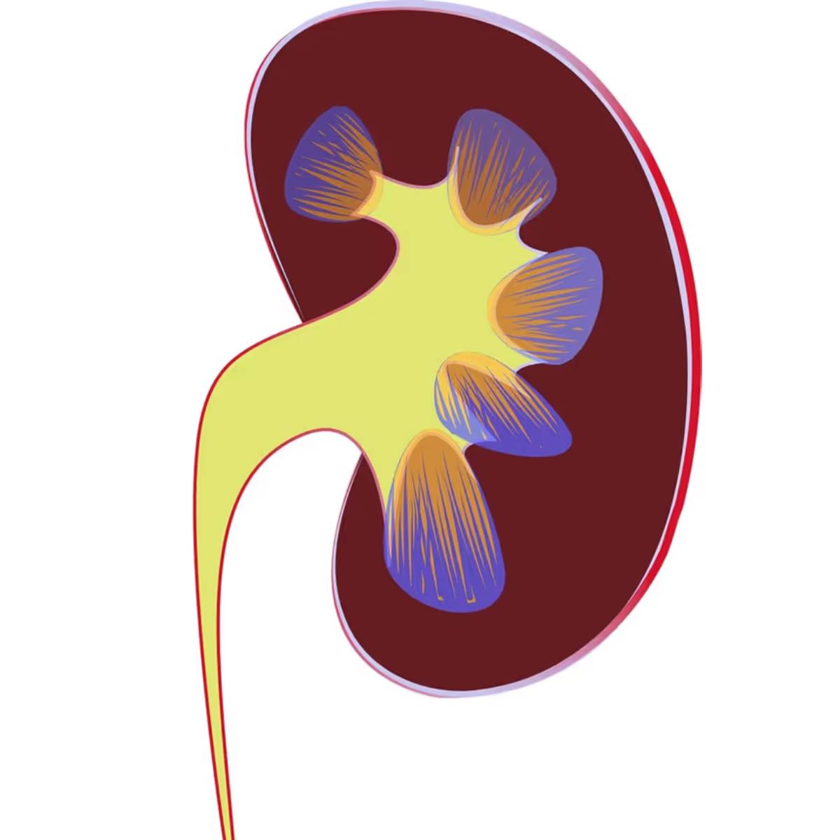 মানুষ প্রায়শই তাদের কিডনির ক্ষতি তখনই লক্ষ্য করে যখন ক্ষতি ইতিমধ্যেই বেড়ে যায়, কিন্তু অনেক দৈনন্দিন অভ্যাস ধীরে ধীরে তাদের দুর্বল করে দেয়। মানুষ প্রায়শই তাদের কিডনির ক্ষতি তখনই লক্ষ্য করে যখন ক্ষতি ইতিমধ্যেই বেড়ে যায়, কিন্তু অনেক দৈনন্দিন অভ্যাস ধীরে ধীরে তাদের দুর্বল করে দেয়।