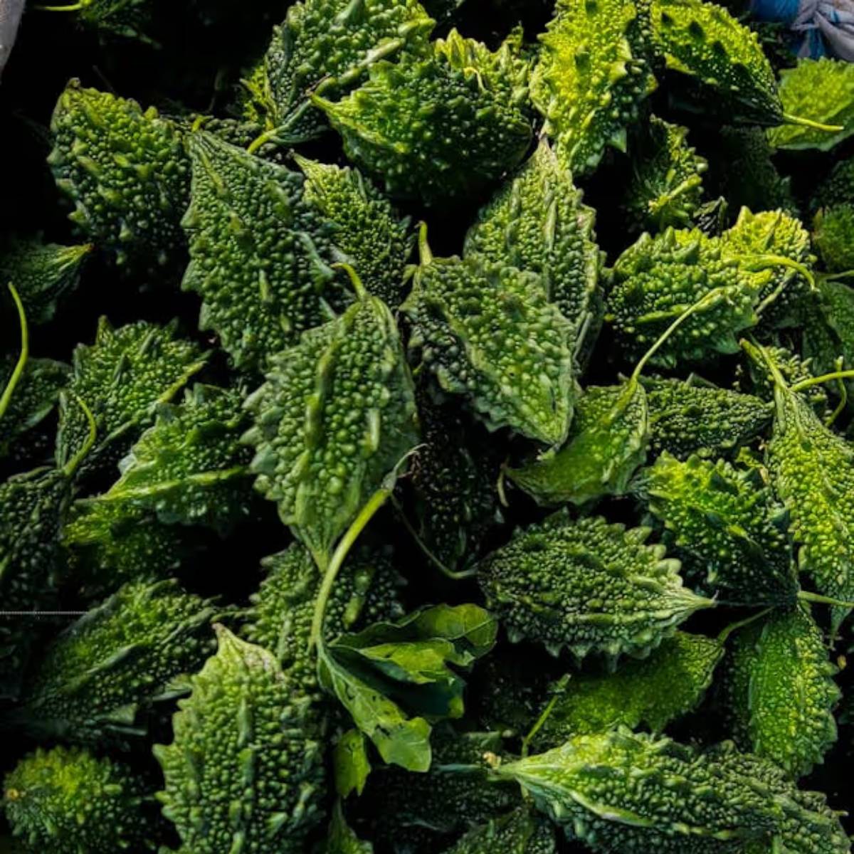 পুষ্টিগুণ ভাল পেতে হলে, সবুজ এবং নরম থাকাকালীনই এই উচ্ছে তুলে ফেলা উচিত।