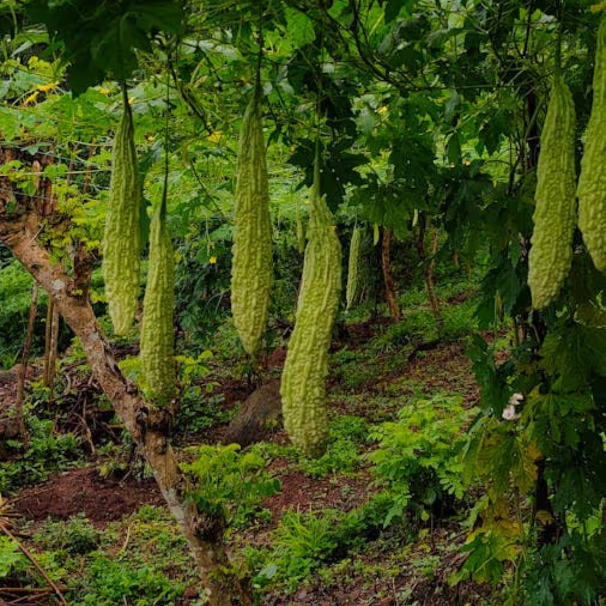 প্রায় ২ মাসের মধ্যে উচ্ছে গাছে দেখতে পাওয়া যায়। তবে গাছে ফলা এই উচ্ছের রক্ষণাবেক্ষন খুবই গুরুত্বপূর্ণ।