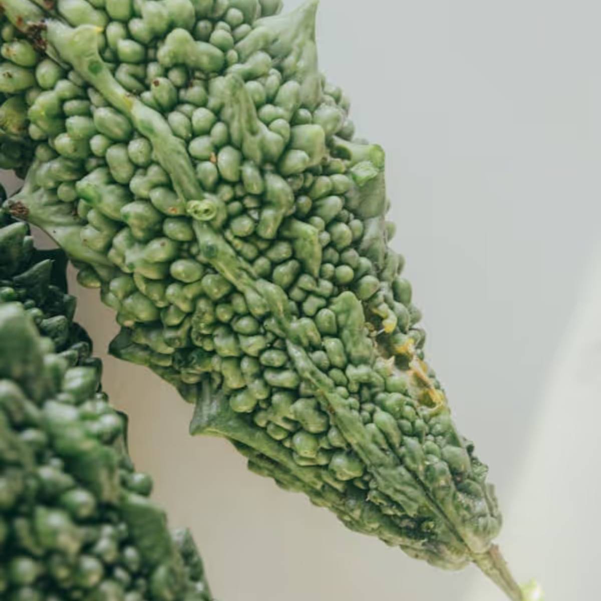 উচ্ছে গাছ লতানো হয়। তাই এর জন্য অবলম্বন প্রয়োজন। নিয়মিত পরিমাণ মতো জল দিন।