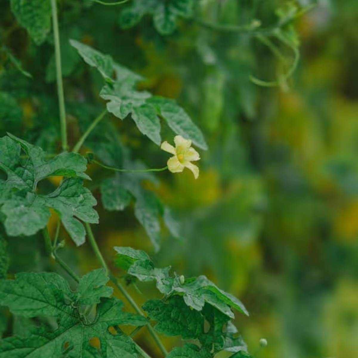 মনে রাখবেন উচ্ছে গাছের জন্য প্রতিদিন ৫-৬ ঘন্টা সূর্যালোক প্রয়োজন। তাই সূর্যের আলো পৌঁছায় এমন জায়গায় গাছটা রাখতে হবে।