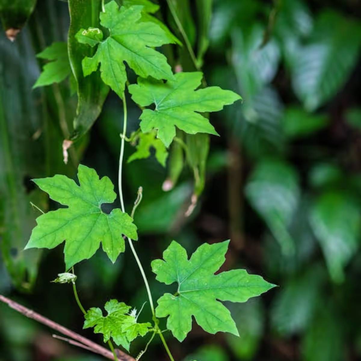 প্রথমেই বীজ পোঁতার আগে, তা কয়েক ঘন্টা জলে ভাল করে ভিজিয়ে রাখুন।
