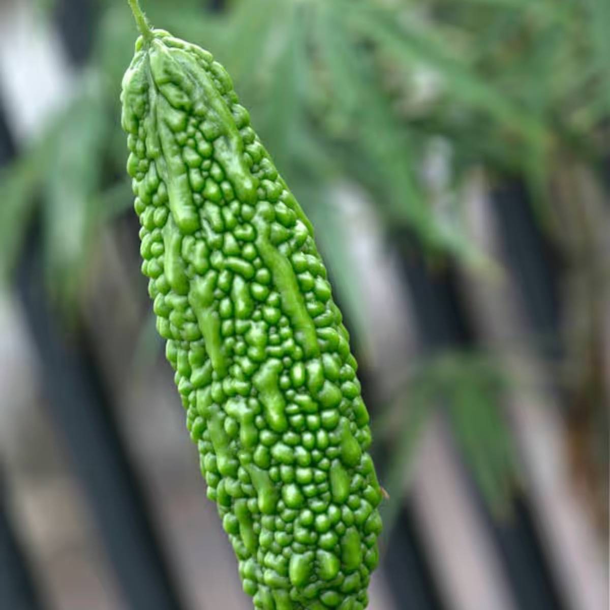 হালকা, উর্বর মাটি বেছে নিন এবং টবে ভালো নিষ্কাশন নিশ্চিত করুন।