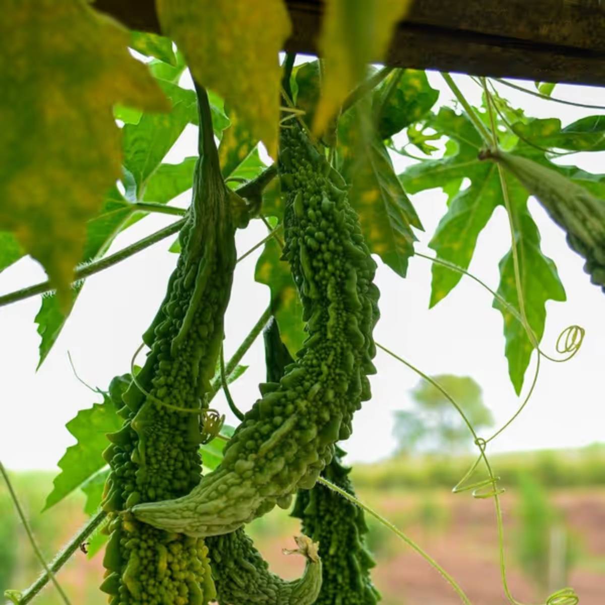 যদি আপনি বাড়িতে রাসায়নিকমুক্ত সবজি চাষ করতে চান, তাহলে উচ্ছে চাষ করতে পারেন। আপনি সহজেই এটি একটি টবে বা গ্রো ব্যাগে চাষ করতে পারেন।