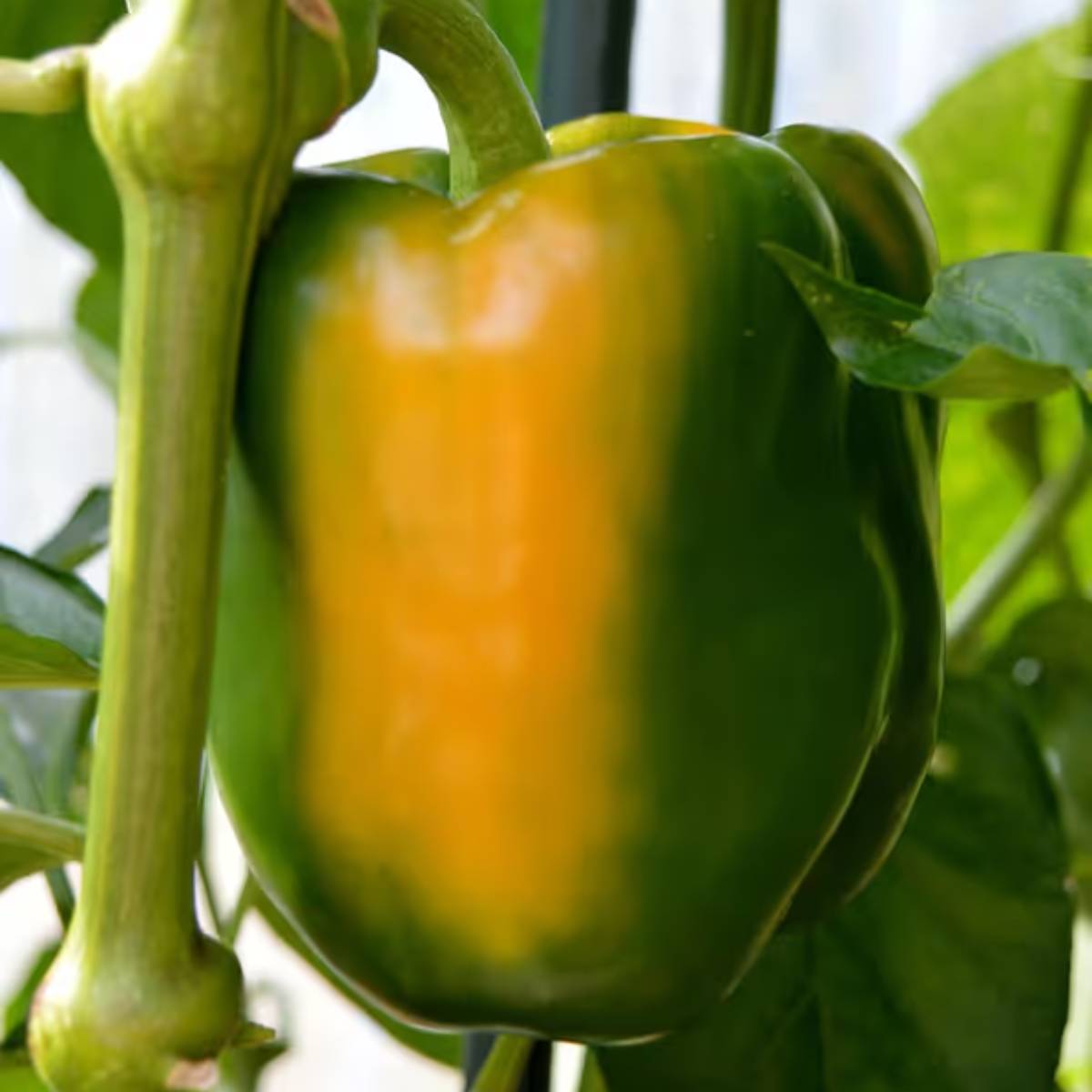 একটি ছোট পাত্র বা চারাগাছের ট্রে মাটি দিয়ে ভরে দিন। বীজ ১-২ সেমি গভীরে রোপণ করুন এবং হালকা জল দিন। ৭-১০ দিনের মধ্যে চারা গজাতে শুরু করবে।