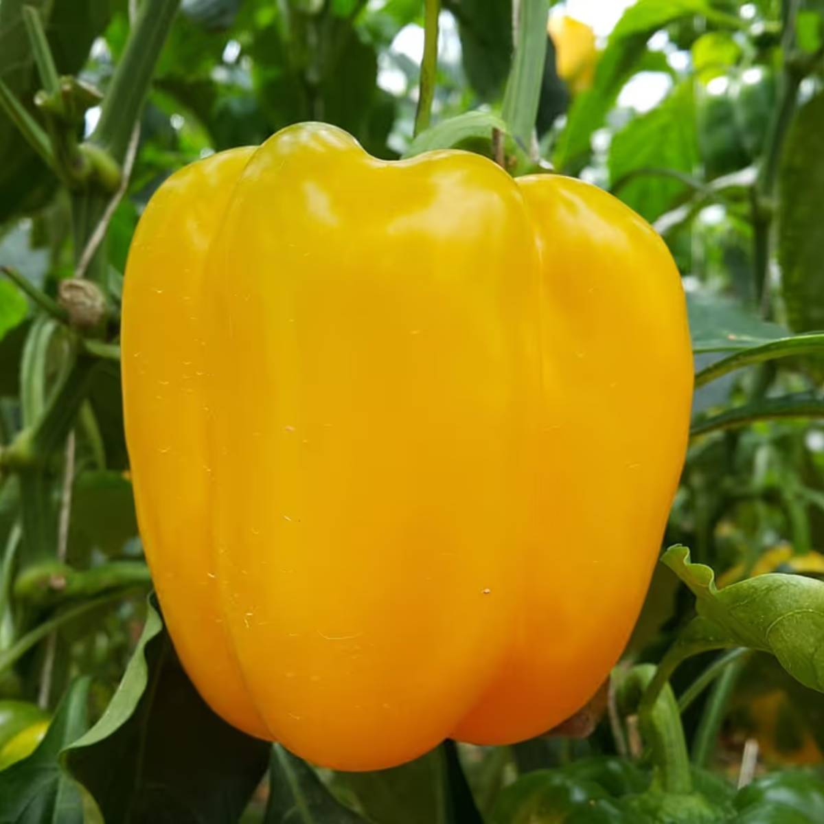 লাল, হলুদ এবং সবুজ ক্যাপসিকাম আপনার বাড়ির বাগানে বা টবে সফলভাবে চাষ করা যেতে পারে। এটি কেবল অর্থ সাশ্রয় করে না বরং তাজা, রাসায়নিকমুক্ত সবজিও সরবরাহ করে।