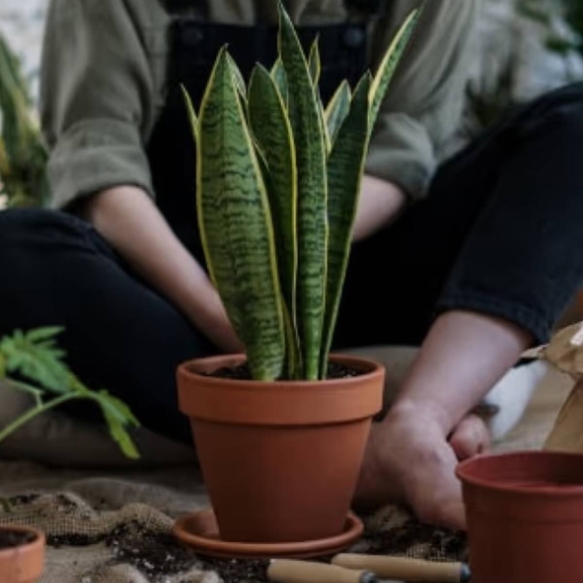 চালের জলে দ্রবীভূত স্টার্চ, খনিজ পদার্থ এবং অল্প পরিমাণে পুষ্টি থাকে। এগুলো গাছের মাটিতে থাকা অণুজীবকে সক্রিয় করে এবং ধীরে ধীরে গাছকে পুষ্টি জোগায়। চালের জলে দ্রবীভূত স্টার্চ, খনিজ পদার্থ এবং অল্প পরিমাণে পুষ্টি থাকে। এগুলো গাছের মাটিতে থাকা অণুজীবকে সক্রিয় করে এবং ধীরে ধীরে গাছকে পুষ্টি জোগায়।