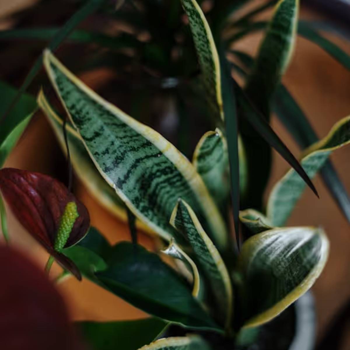 রান্নাঘর থেকে অবশিষ্ট চালের জল আপনার স্নেক প্ল্যান্টের জন্য একটি প্রাকৃতিক এবং পুষ্টিকর সমাধান হতে পারে। রান্নাঘর থেকে অবশিষ্ট চালের জল আপনার স্নেক প্ল্যান্টের জন্য একটি প্রাকৃতিক এবং পুষ্টিকর সমাধান হতে পারে।