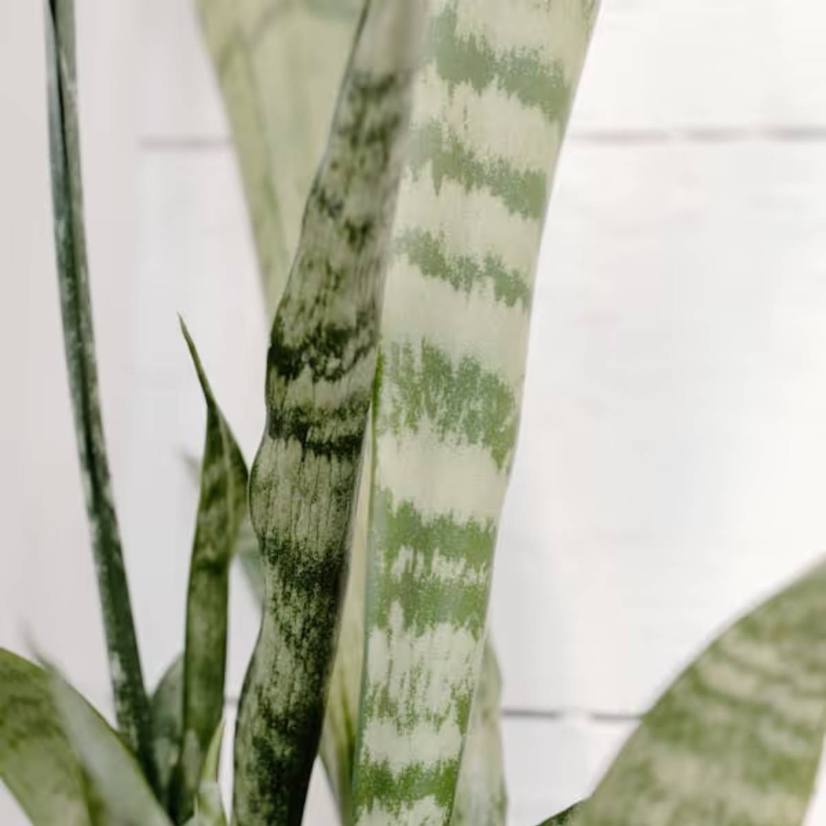 যদি আপনি বাড়িতে একটি স্নেক প্ল্যান্ট রাখেন, তাহলে আপনার প্রতিদিন দামি সার বা বিশেষ সারের প্রয়োজন হবে না। যদি আপনি বাড়িতে একটি স্নেক প্ল্যান্ট রাখেন, তাহলে আপনার প্রতিদিন দামি সার বা বিশেষ সারের প্রয়োজন হবে না।