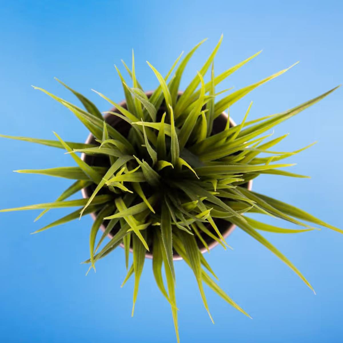 অতিরিক্ত মাত্রায় মাটি ভারী বা ভেজা করে তুলতে পারে। এই দ্রবণটি রাসায়নিকমুক্ত, সাশ্রয়ী এবং সহজ। অতিরিক্ত মাত্রায় মাটি ভারী বা ভেজা করে তুলতে পারে। এই দ্রবণটি রাসায়নিকমুক্ত, সাশ্রয়ী এবং সহজ।