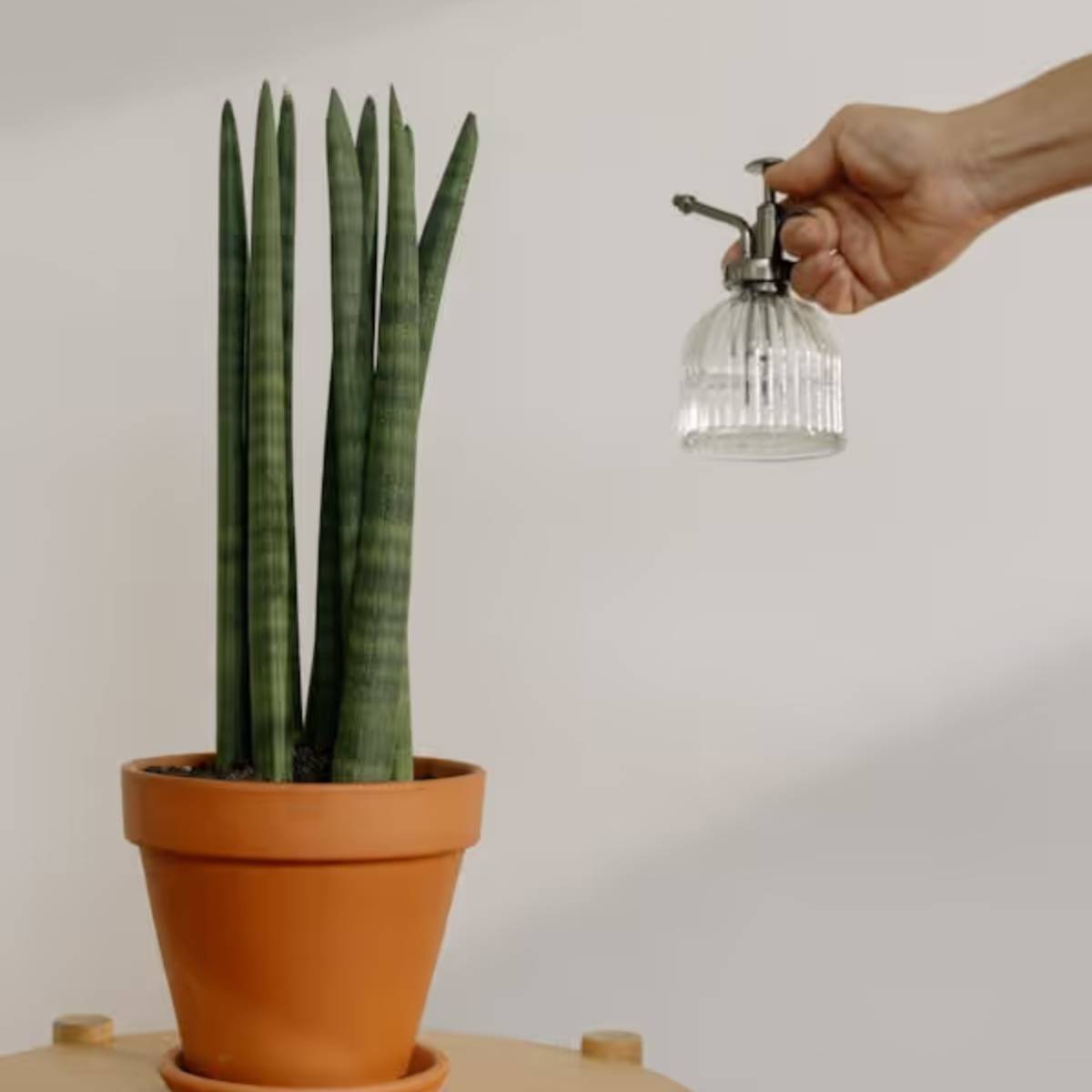 মাটির উপরিভাগে সরাসরি চালের জল প্রয়োগ করুন। পরিমাণ কম রাখুন এবং প্রয়োজন অনুসারে জল দিয়ে পাতলা করুন। প্রতি ২-৪ সপ্তাহে একবার প্রয়োগ করলেই যথেষ্ট। মাটির উপরিভাগে সরাসরি চালের জল প্রয়োগ করুন। পরিমাণ কম রাখুন এবং প্রয়োজন অনুসারে জল দিয়ে পাতলা করুন। প্রতি ২-৪ সপ্তাহে একবার প্রয়োগ করলেই যথেষ্ট।