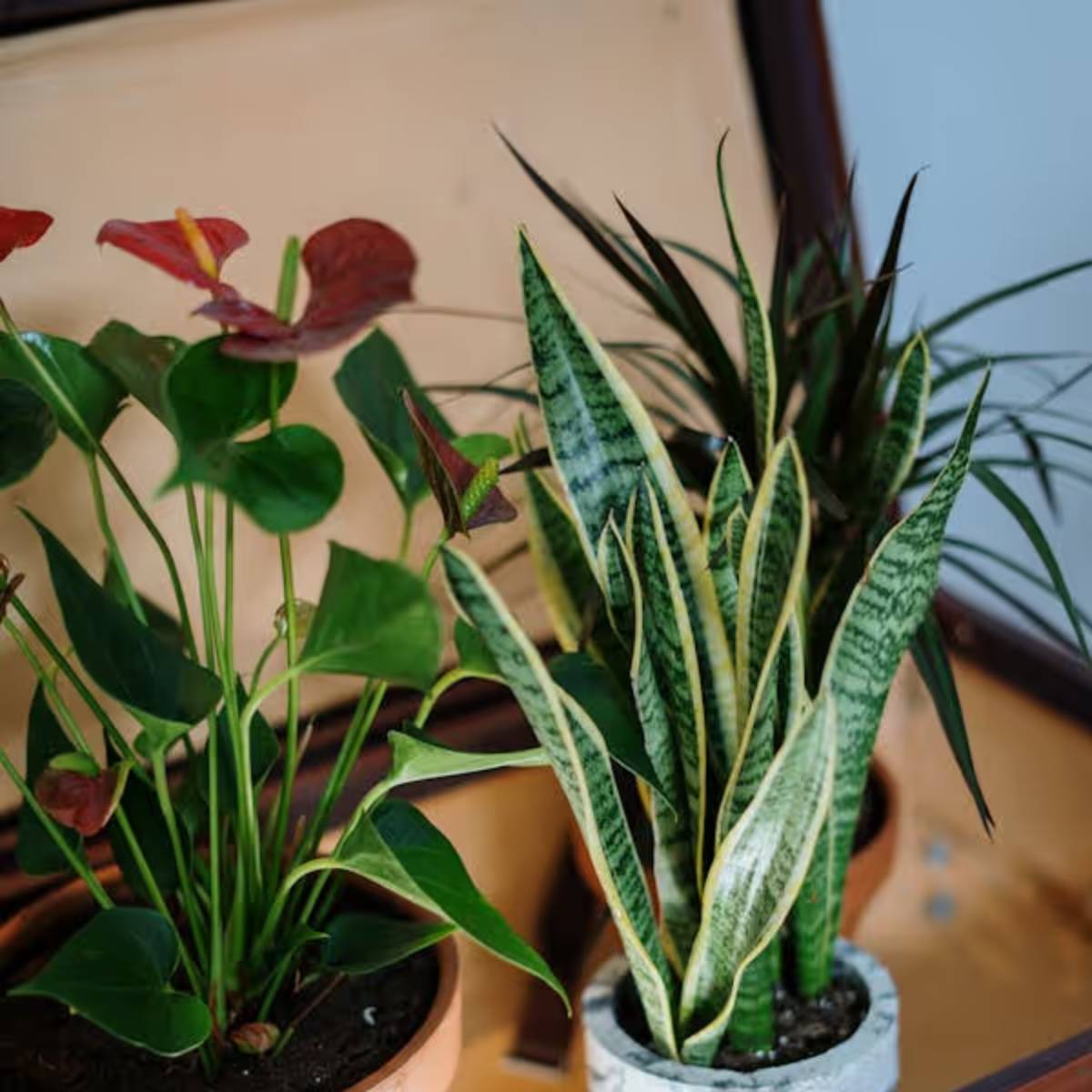 স্নেক প্ল্যান্টের মতো কম রক্ষণাবেক্ষণের গাছগুলি এটি পছন্দ করে এবং হালকা পুষ্টির সঙ্গে আরও স্বাস্থ্যকর দেখায়। স্নেক প্ল্যান্টের মতো কম রক্ষণাবেক্ষণের গাছগুলি এটি পছন্দ করে এবং হালকা পুষ্টির সঙ্গে আরও স্বাস্থ্যকর দেখায়।