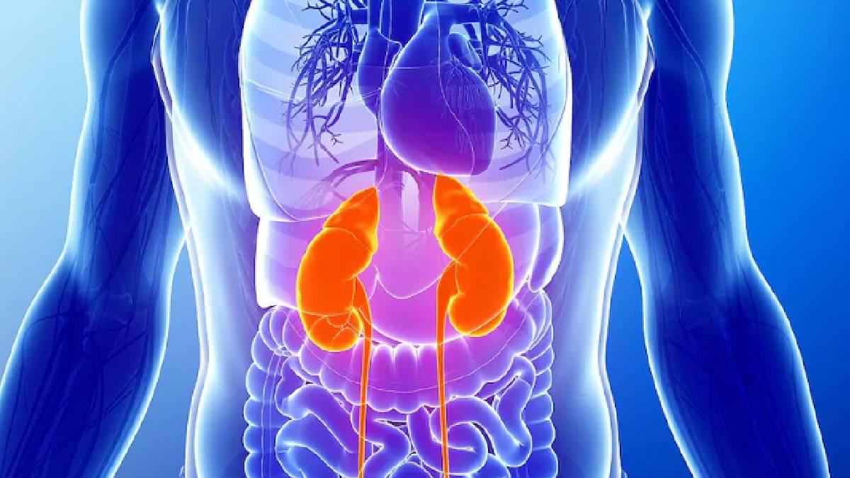 কিডনির স্বাস্থ্যের দিকে খেয়াল রাখেন না