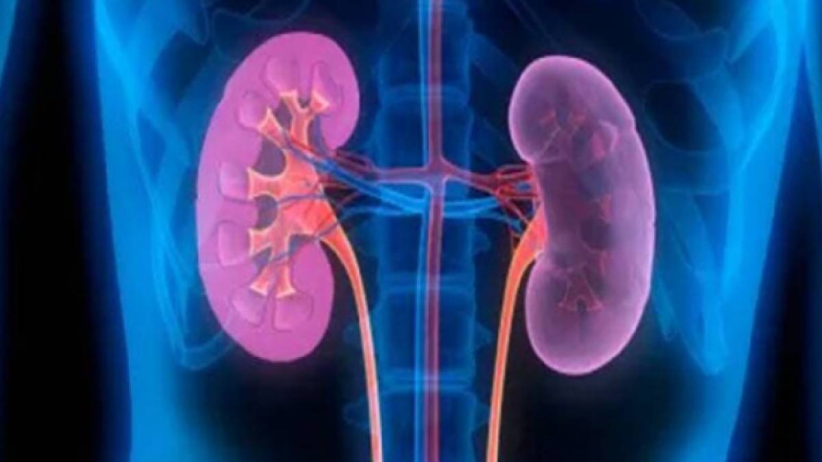কিডনি শরীরের একটি গুরুত্বপূর্ণ অঙ্গ