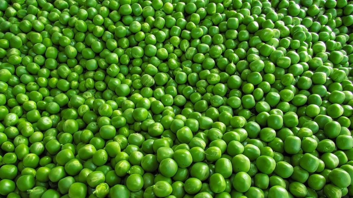 মটরশুঁটি খেলেই হু হু করে গলবে পেটের চর্বি, কমে যাবে ওজন মটরশুঁটি খেলেই হু হু করে গলবে পেটের চর্বি, কমে যাবে ওজন