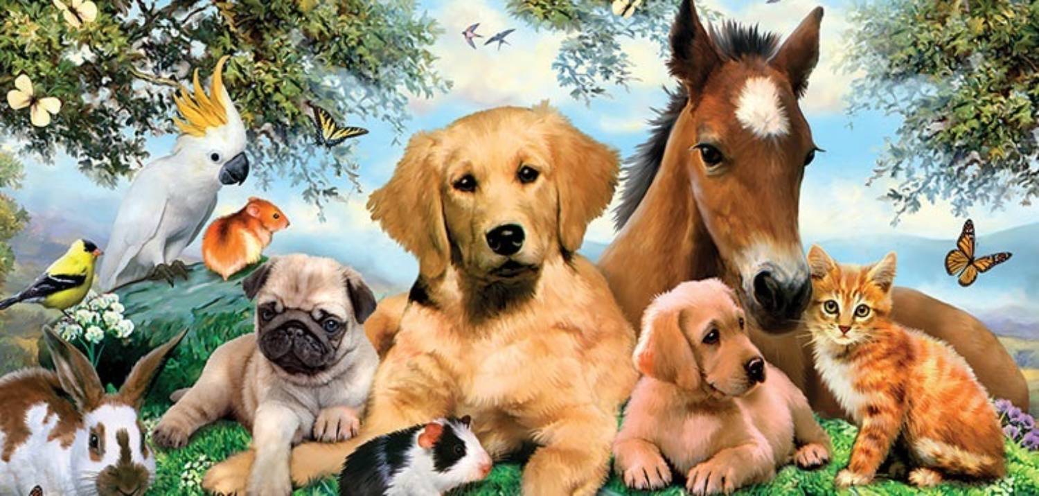 Pets for house Pets for house