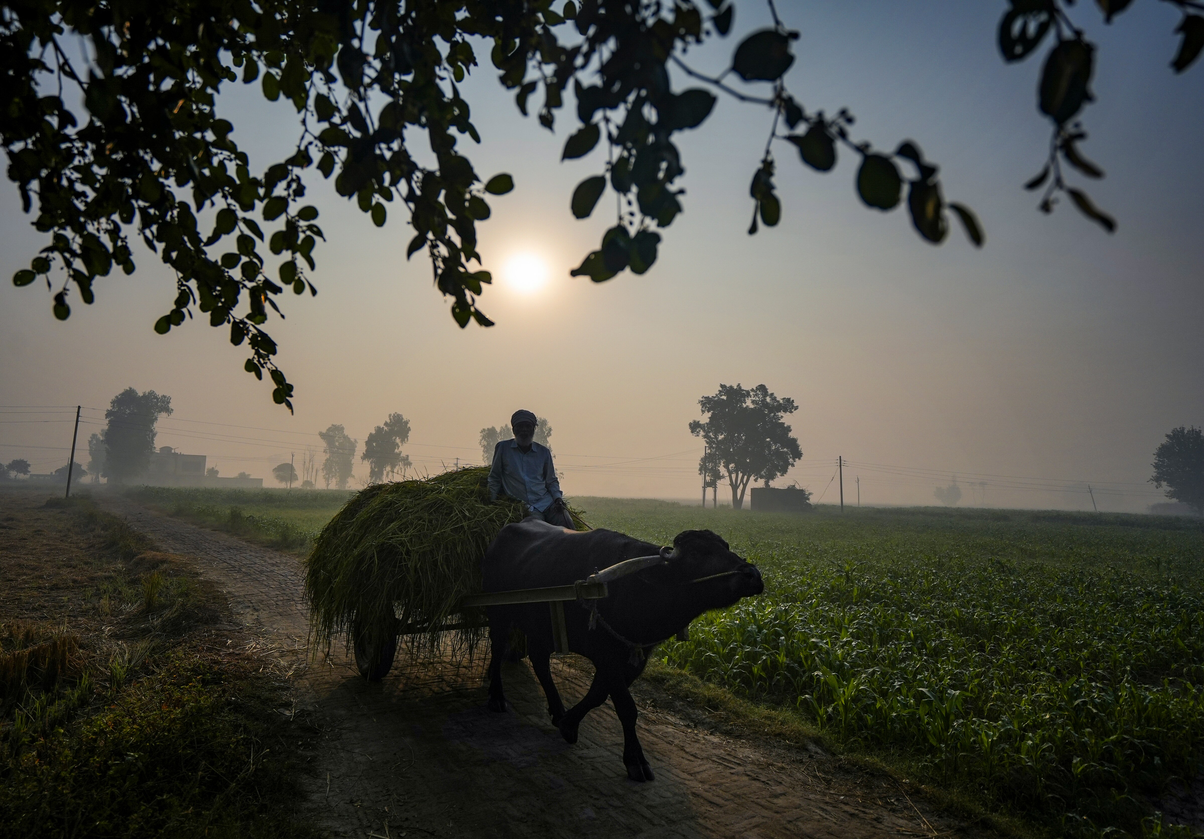 দার্জিলিঙে সর্বনিম্ন তাপমাত্রা ৪ ডিগ্রিতে দার্জিলিঙে সর্বনিম্ন তাপমাত্রা ৪ ডিগ্রিতে