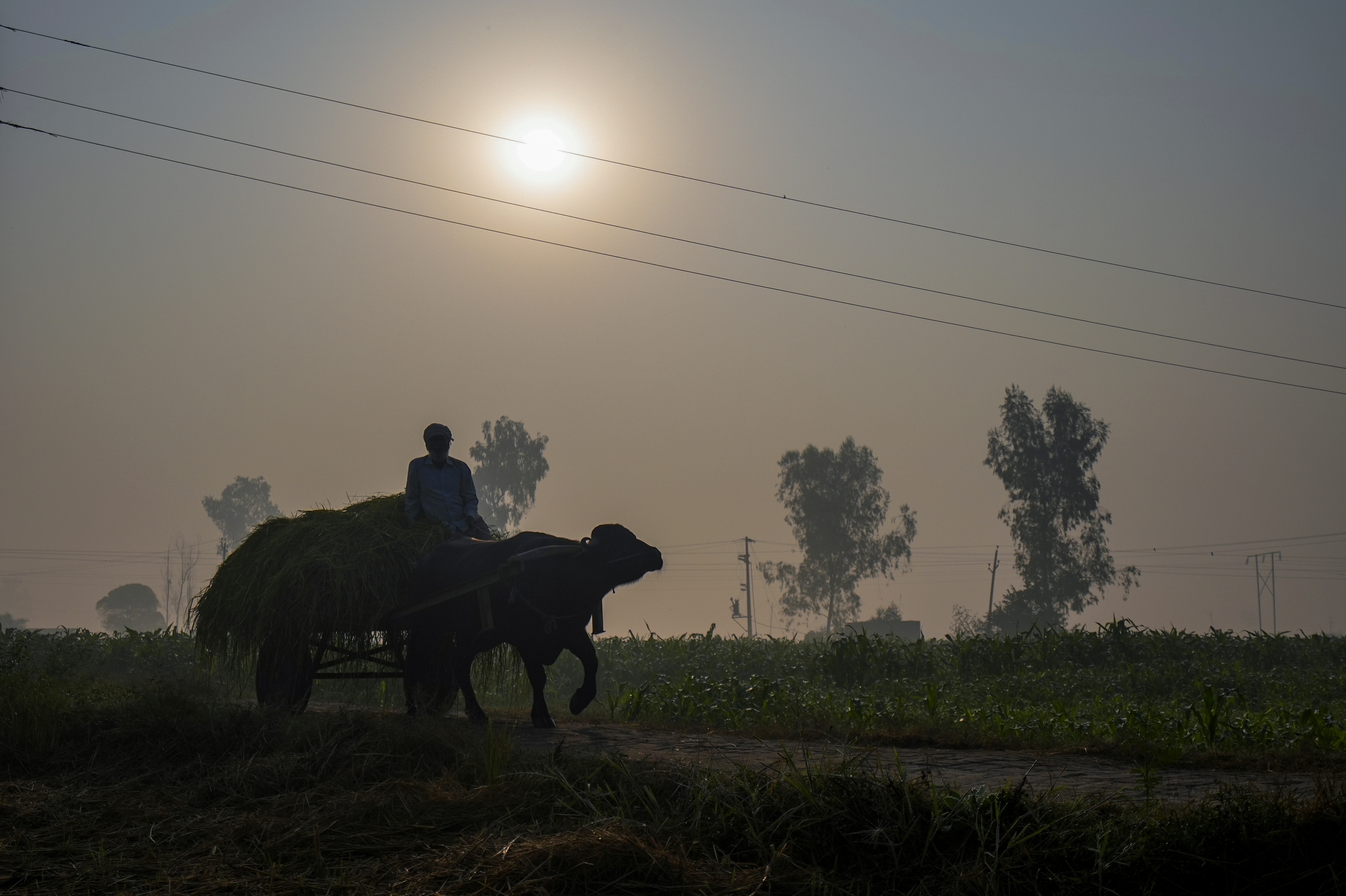 কলকাতাতেও পারদ নেমেছে কলকাতাতেও পারদ নেমেছে