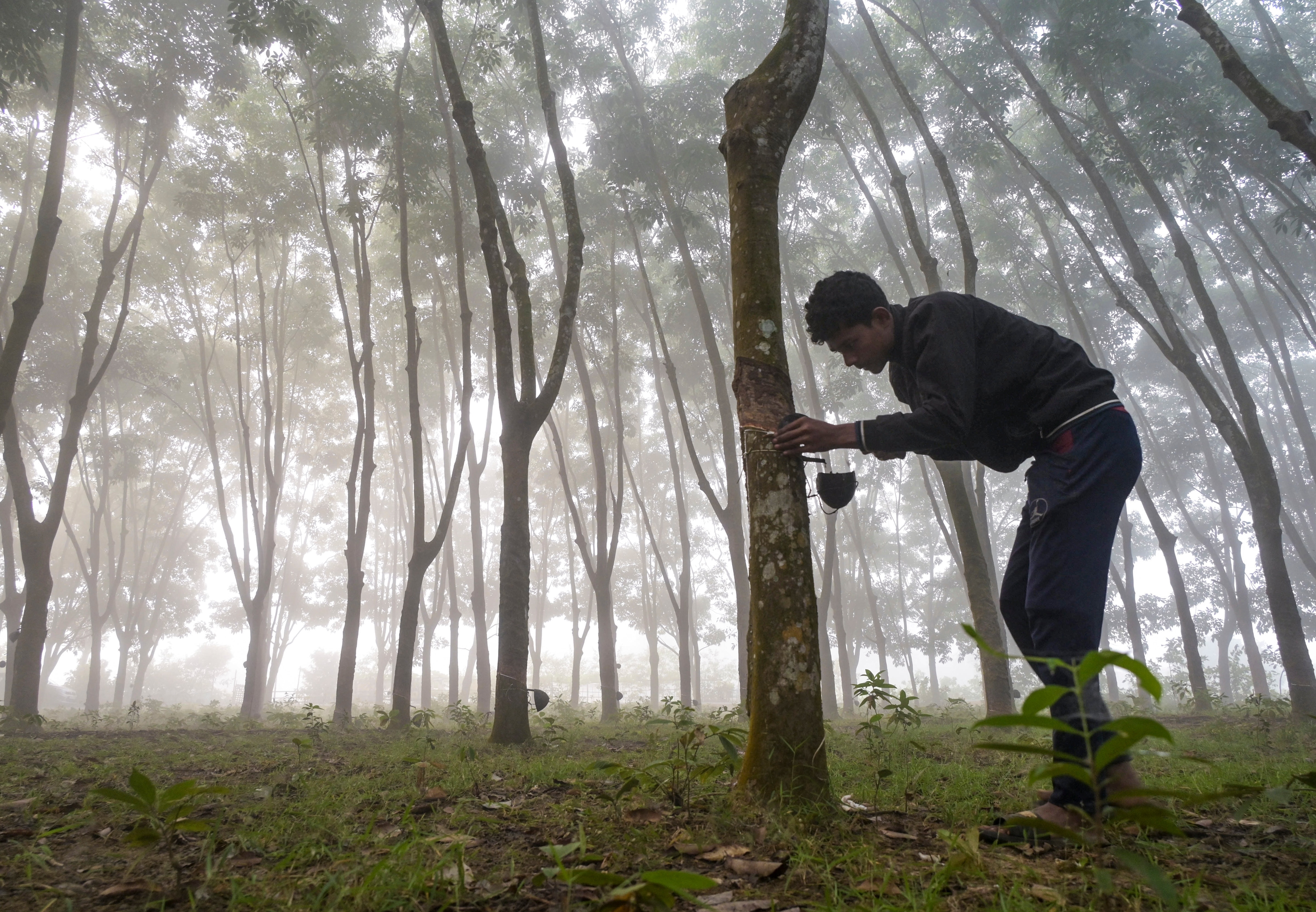 সাধারণত ভাল বর্ষার ইঙ্গিত সাধারণত ভাল বর্ষার ইঙ্গিত