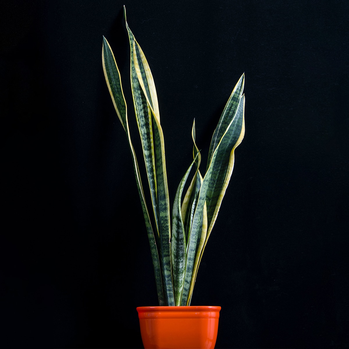 Snake Plants vastu Snake Plants vastu