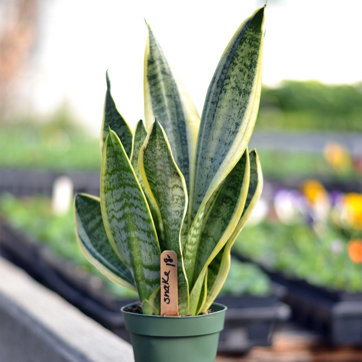 Snake Plants watering Snake Plants watering